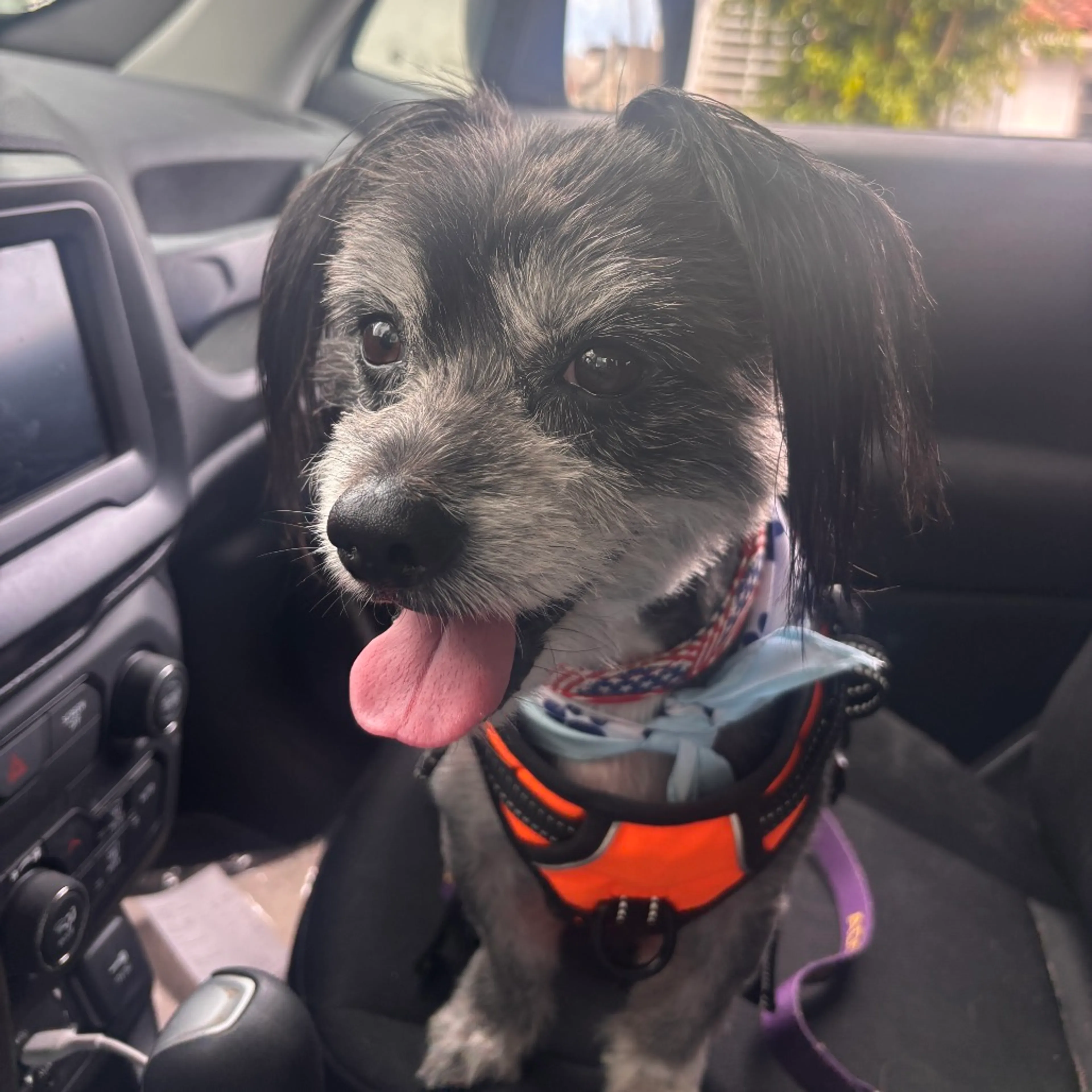 Found pet-2