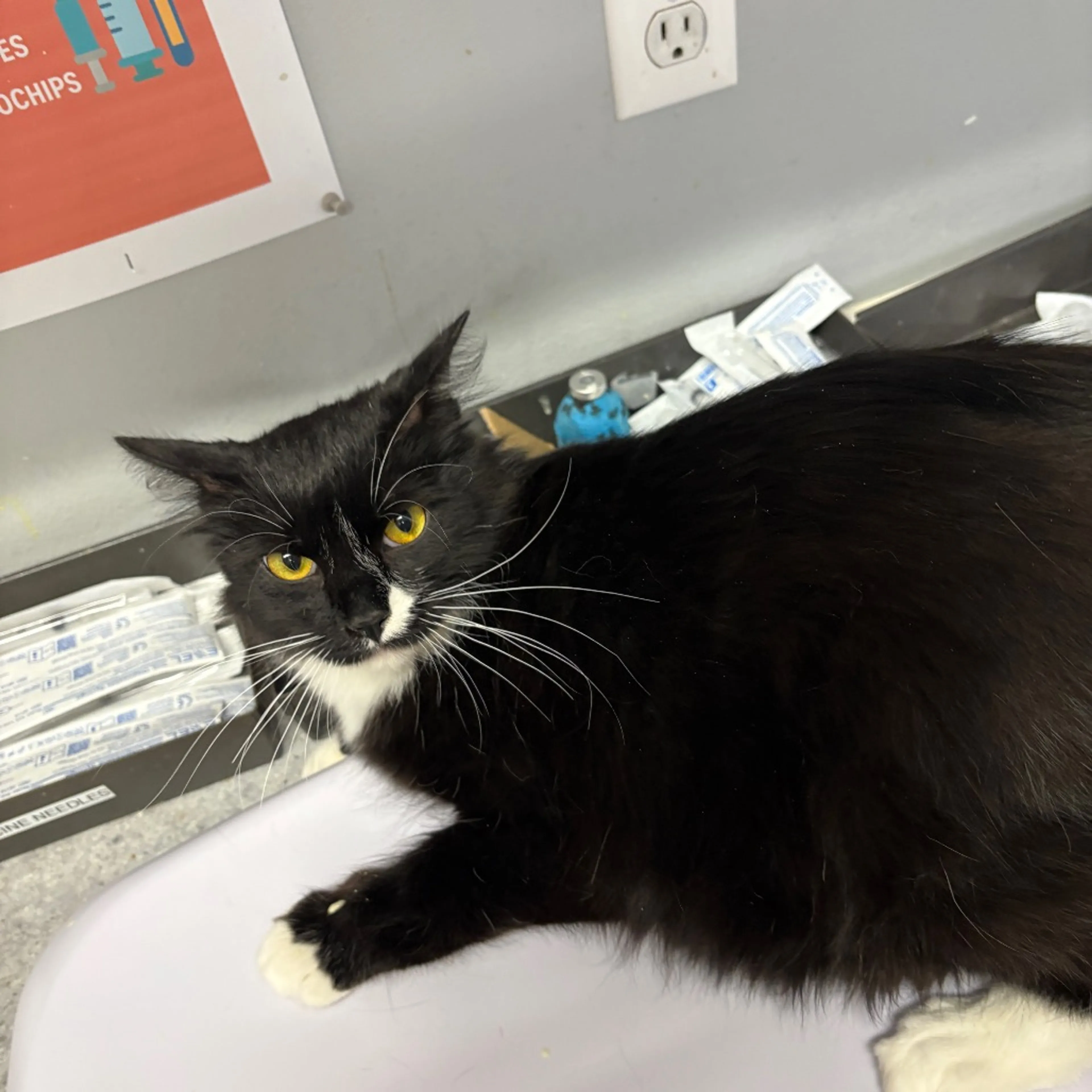 Found pet