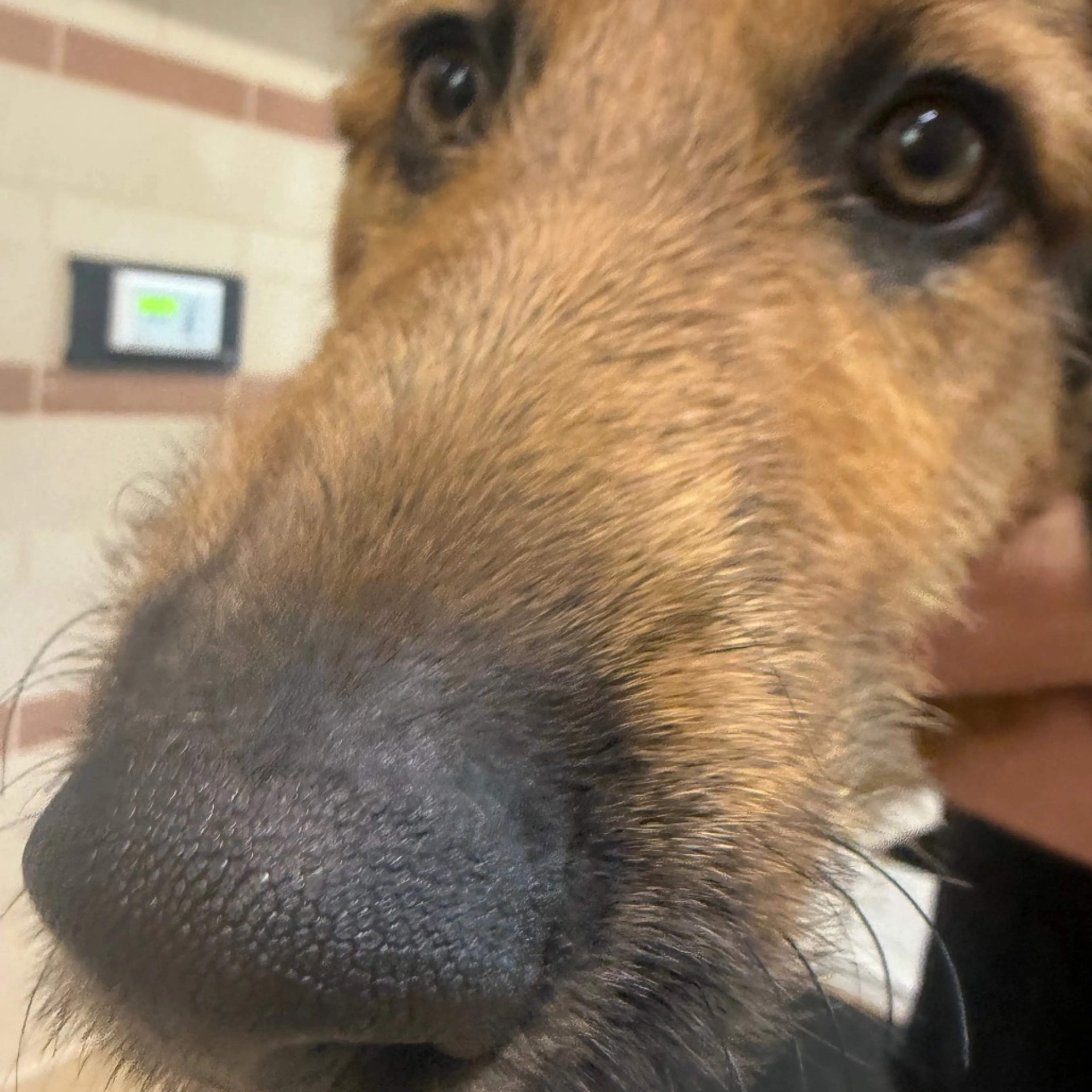 Found pet-1