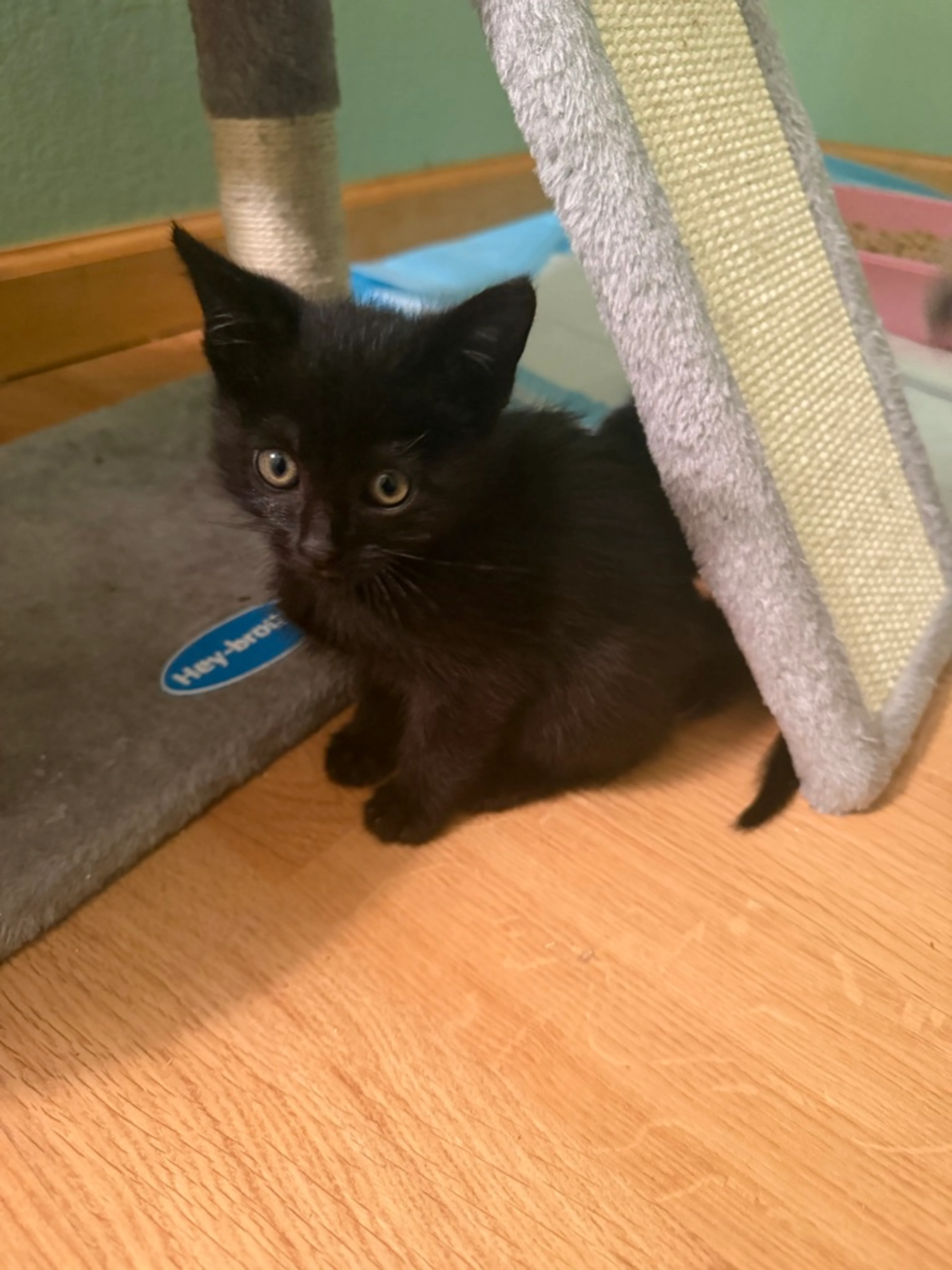 Found pet-1