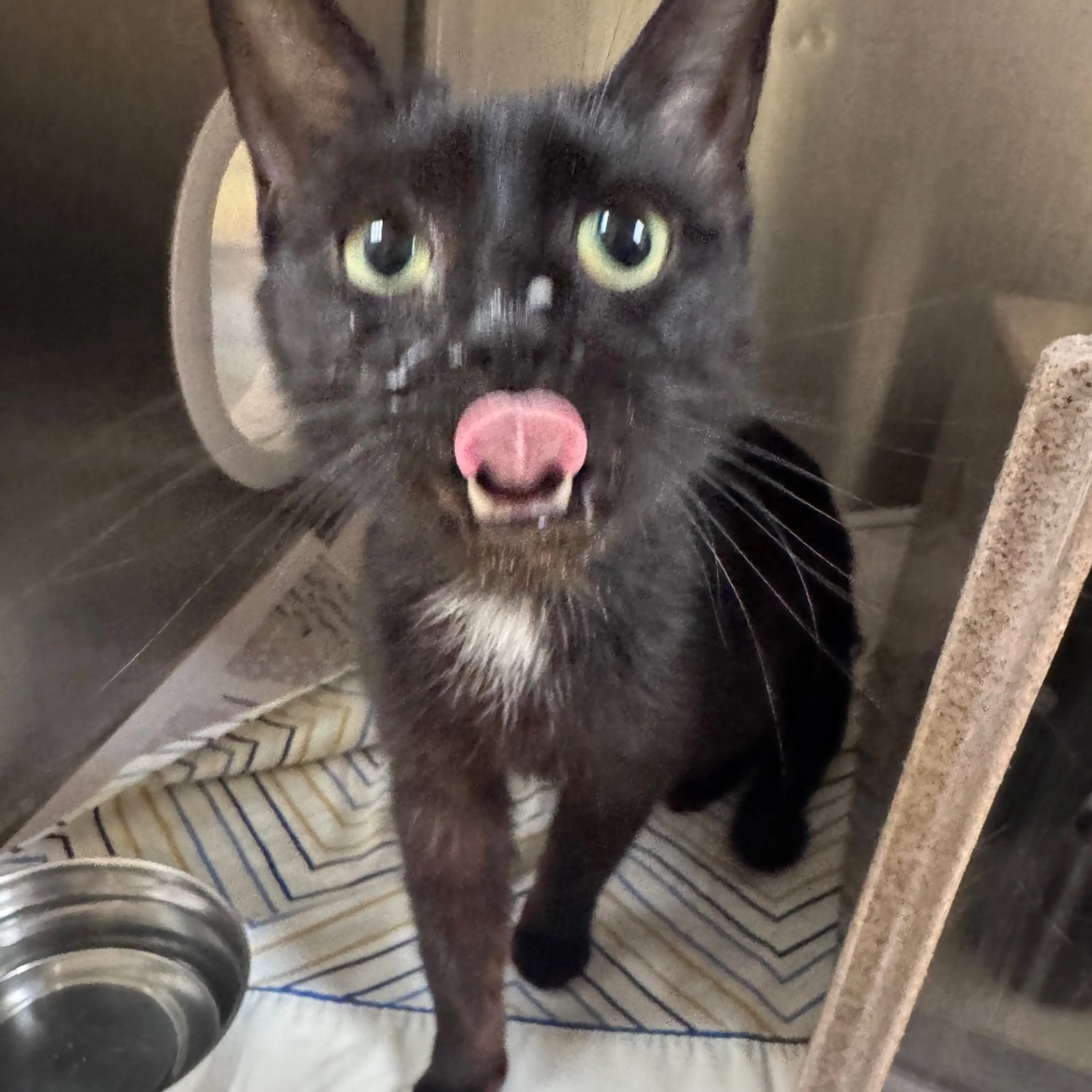 Found pet-3