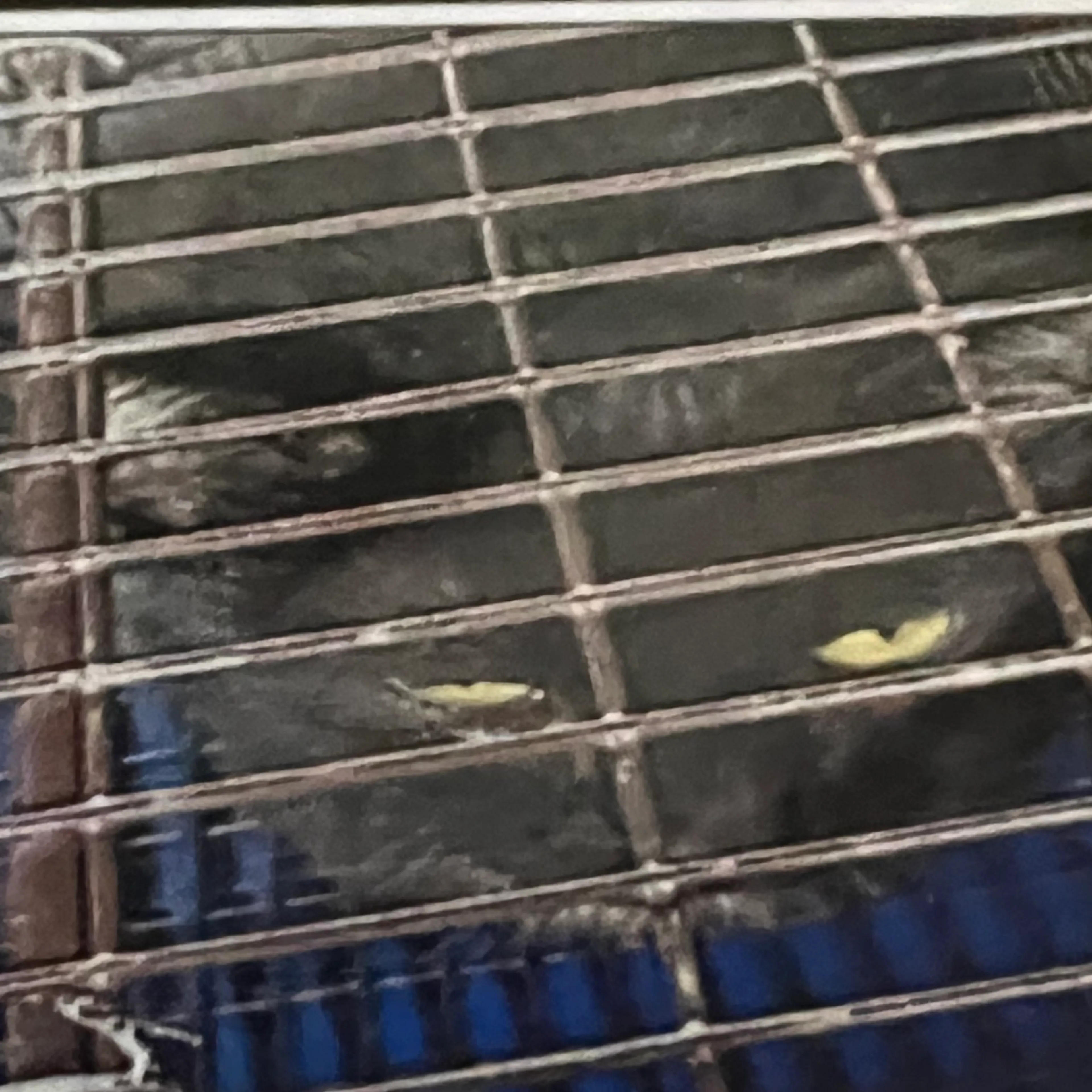 Found pet-1