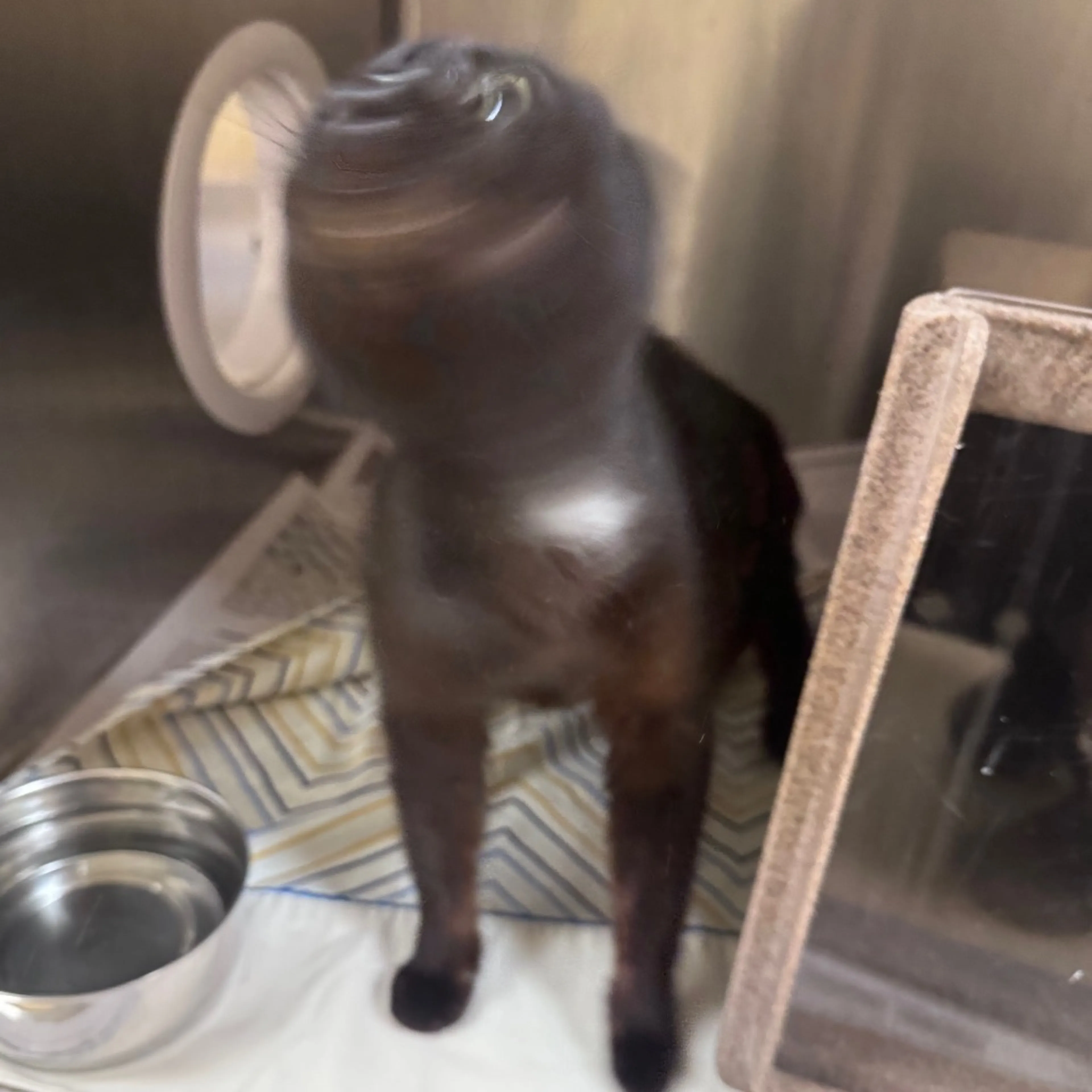 Found pet-2