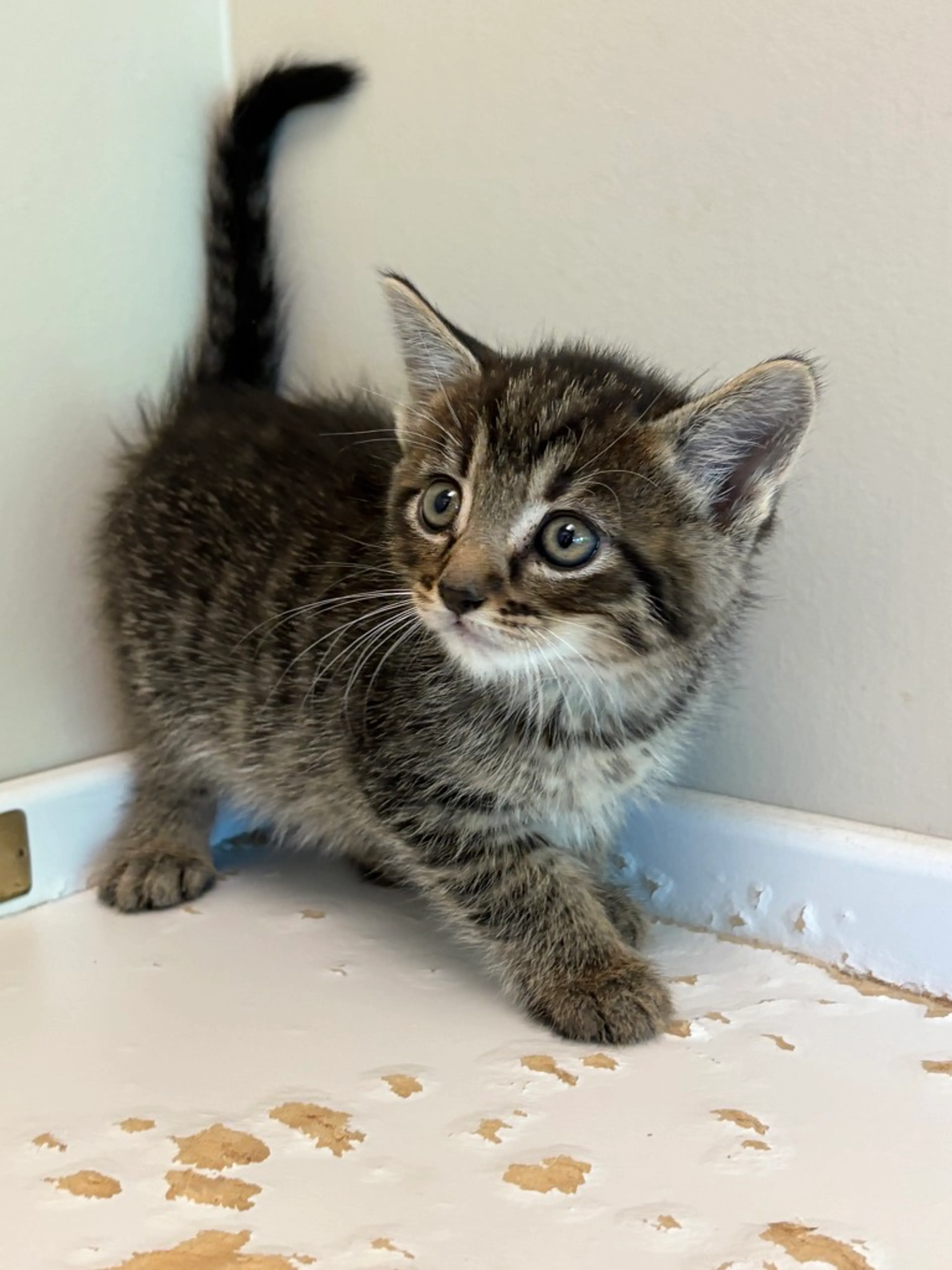 Found pet-3
