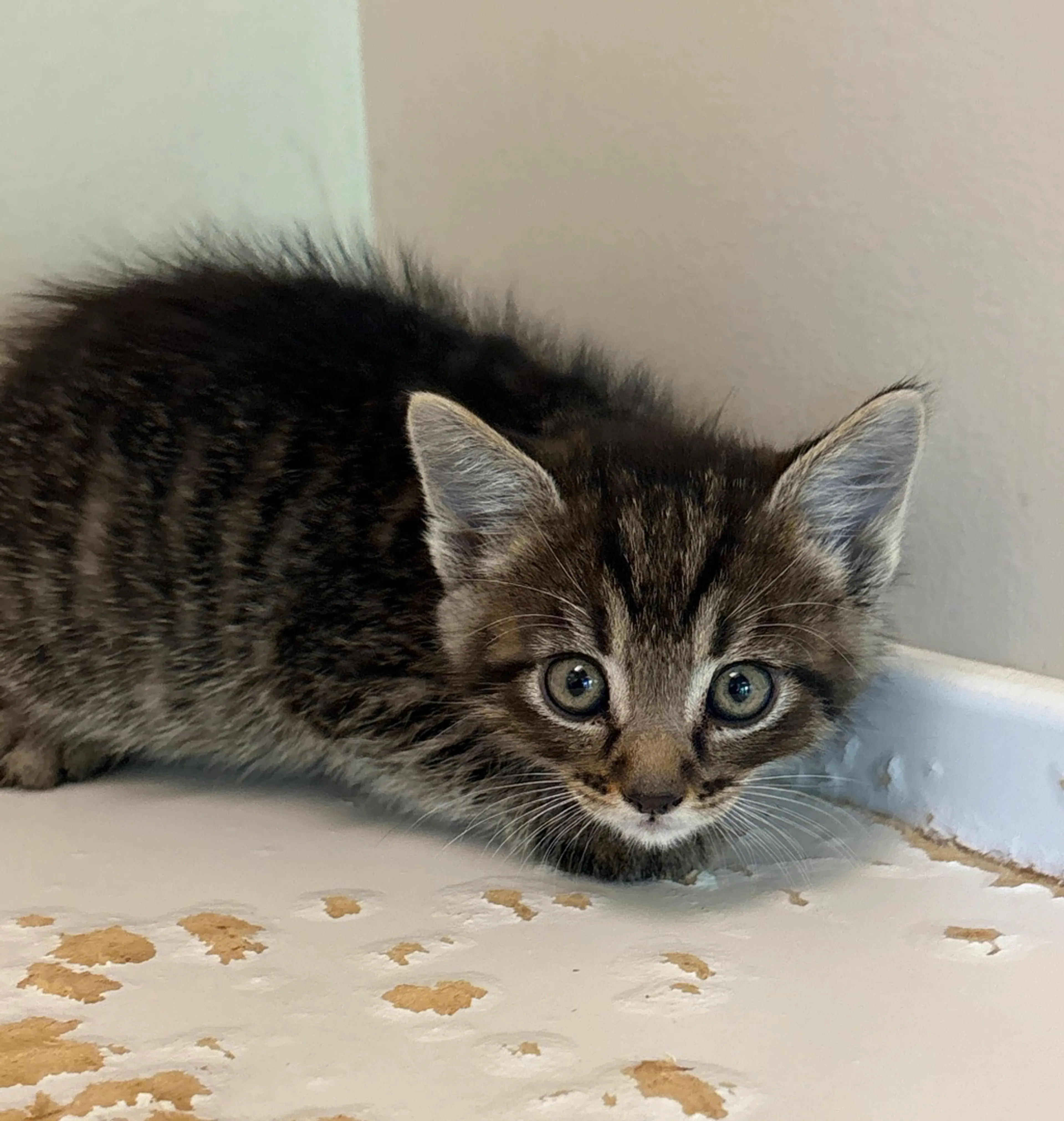 Found pet-2