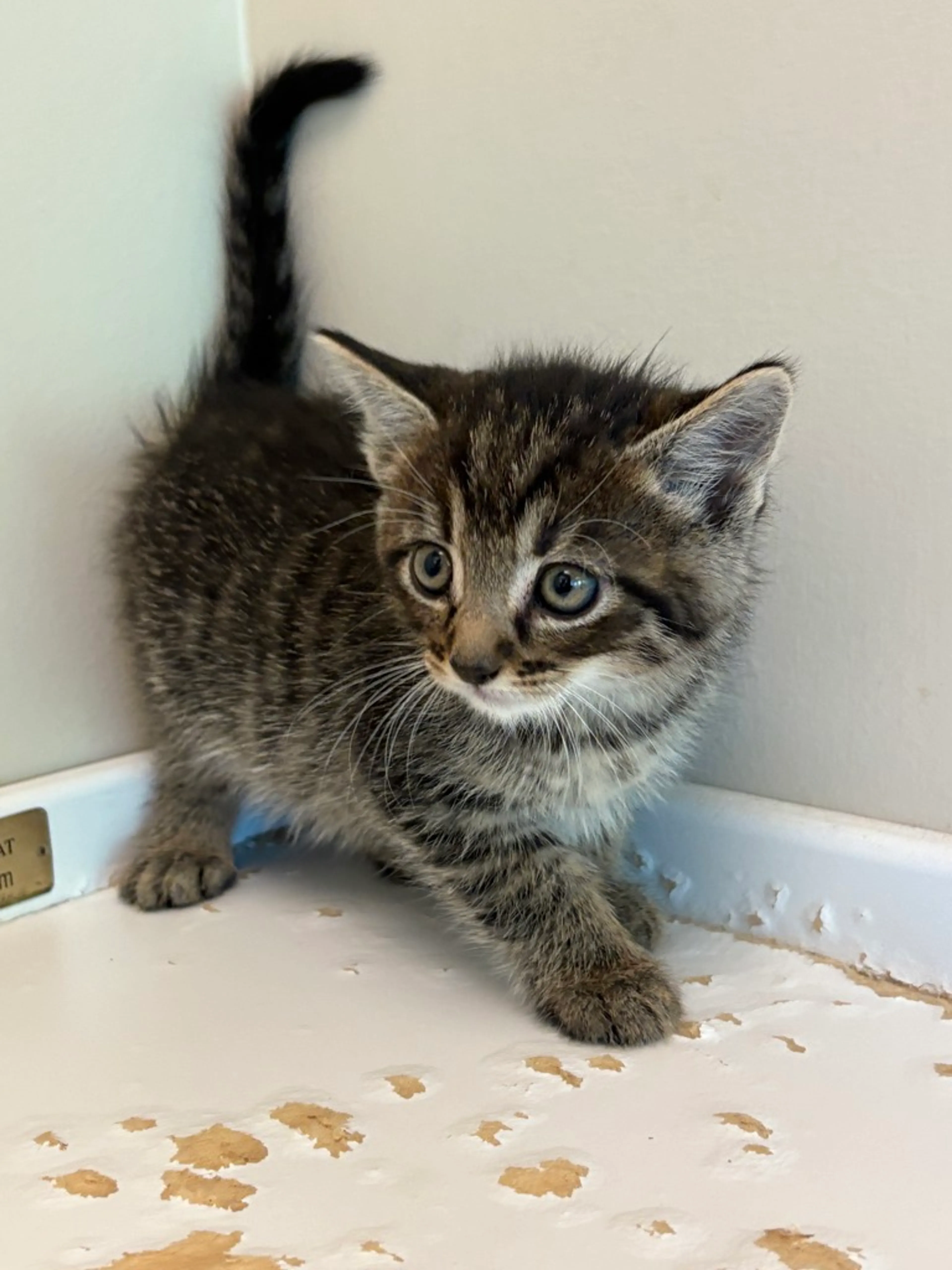 Found pet-4