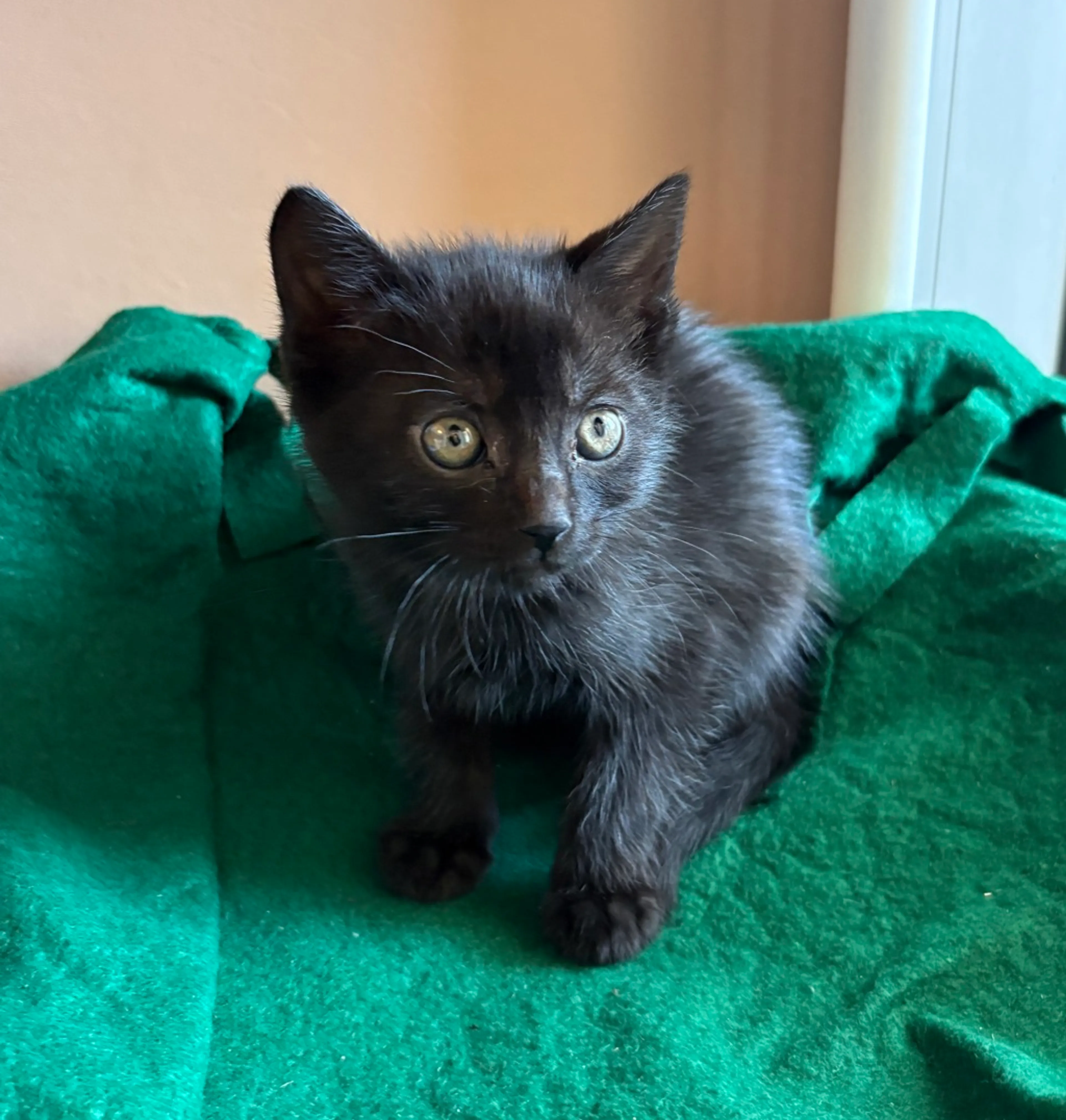 Found pet-3