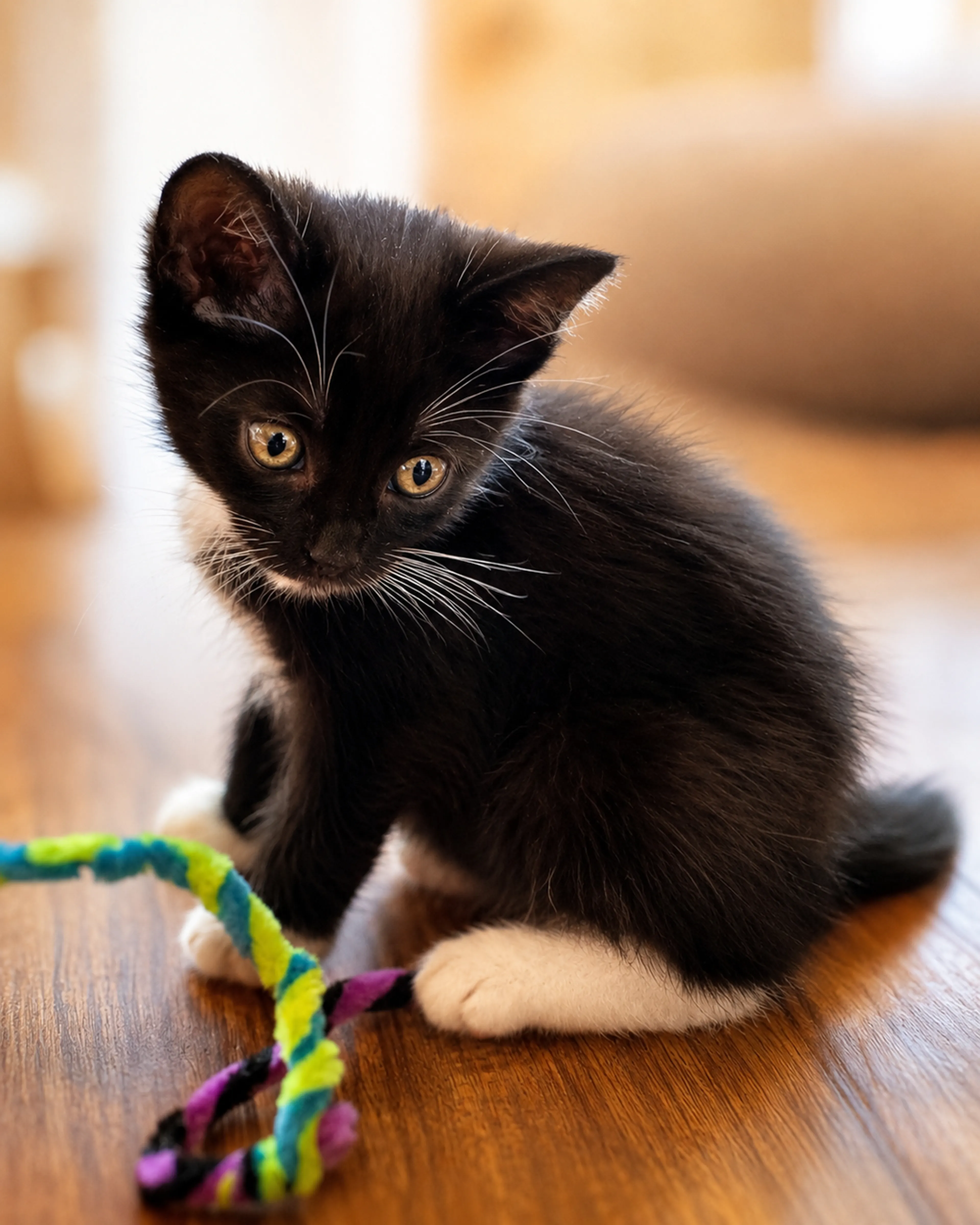 Found pet-3