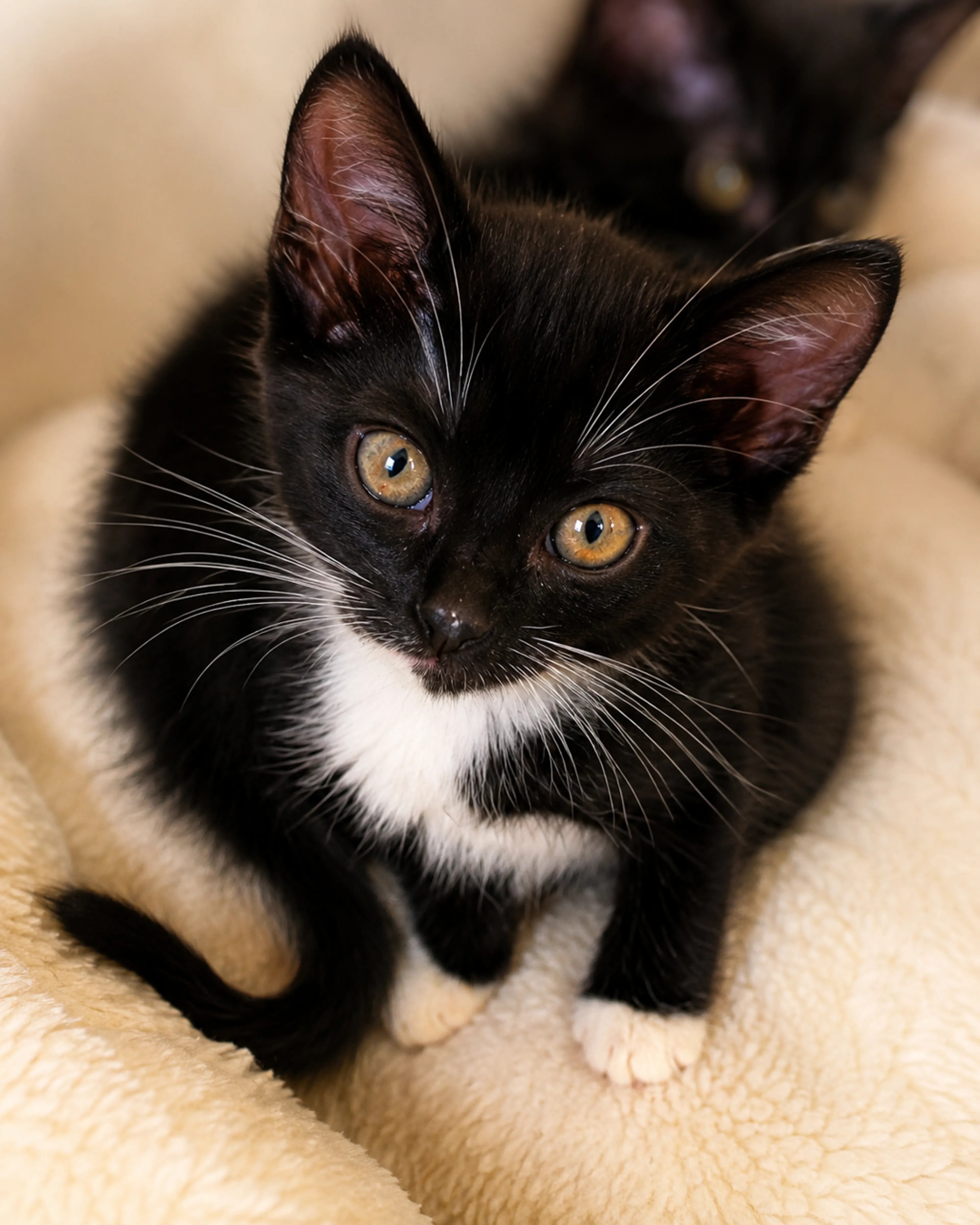 Found pet-4