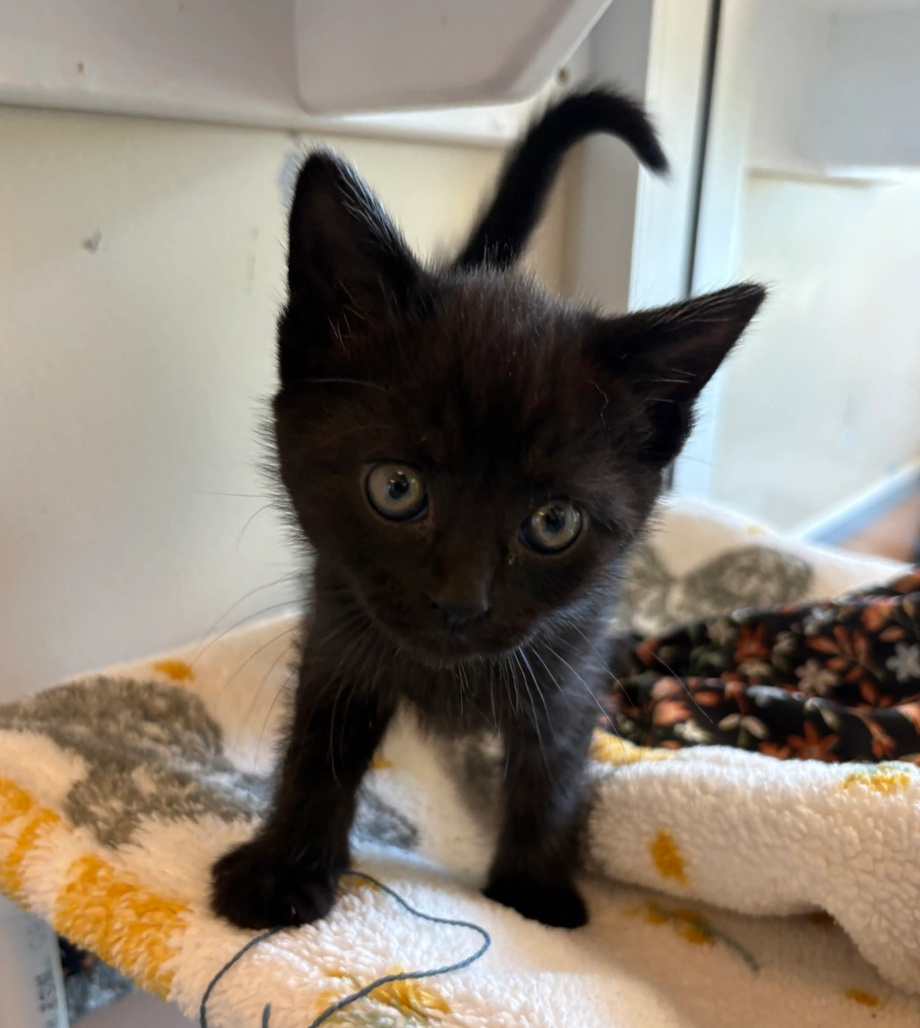 Found pet-3