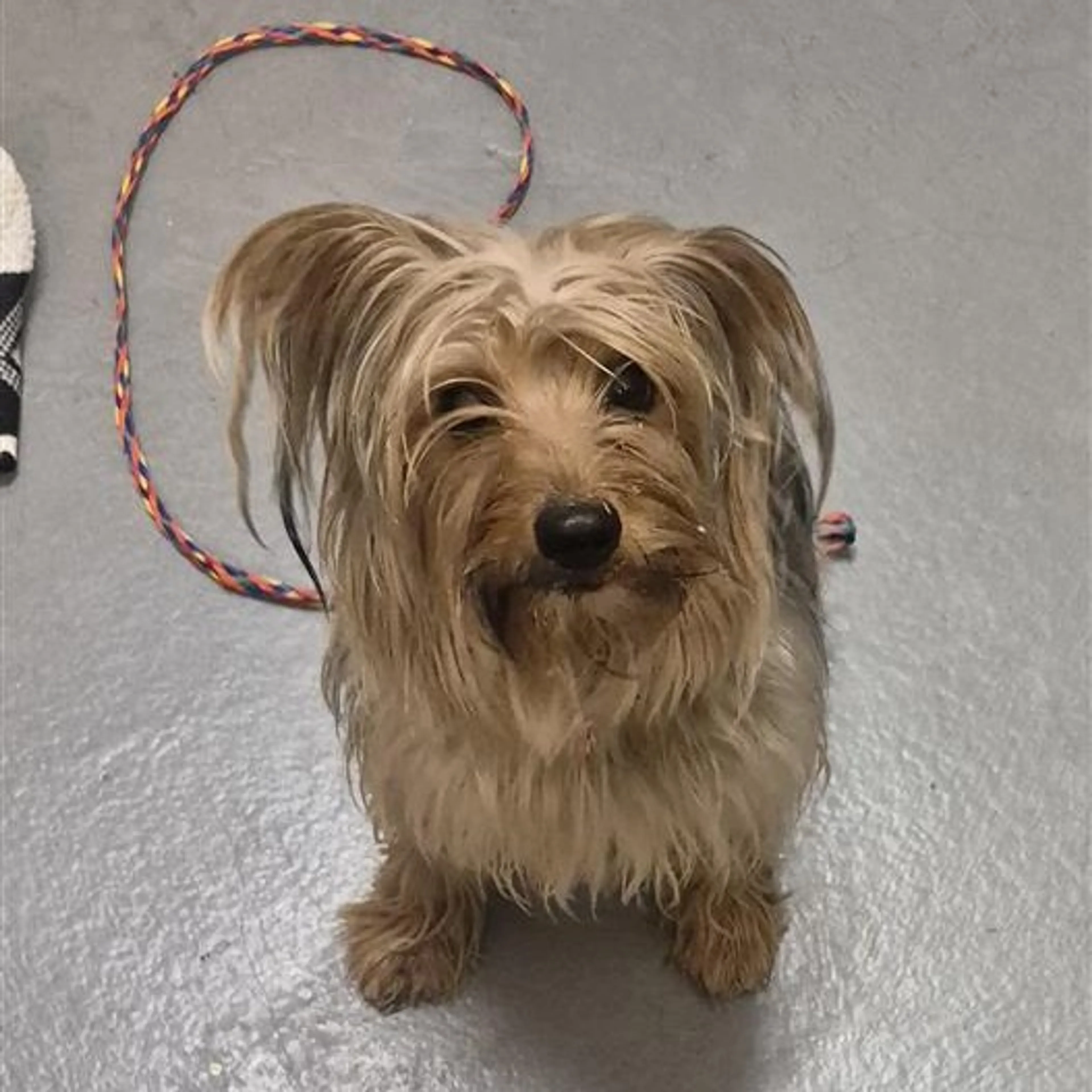 Found pet