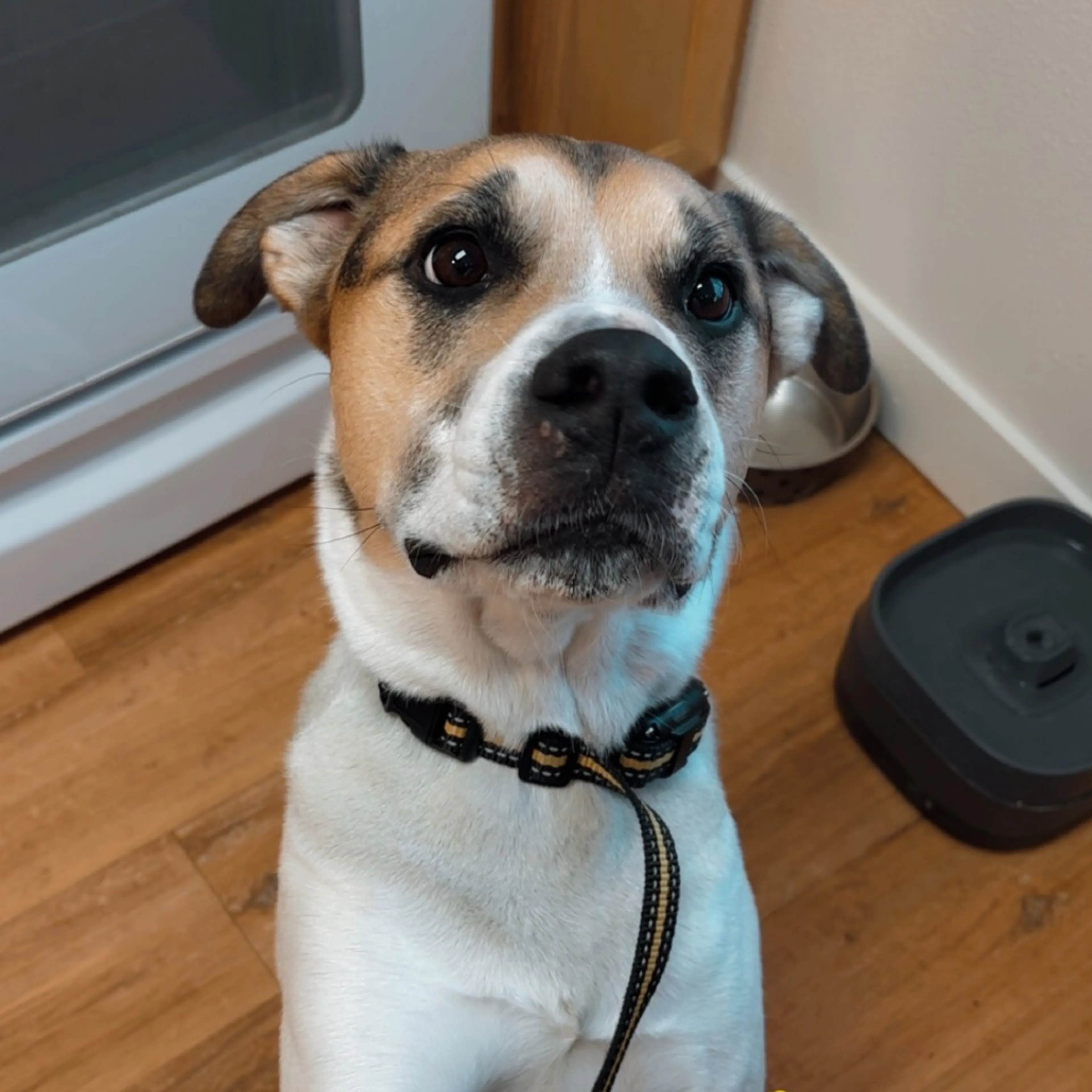 Found pet