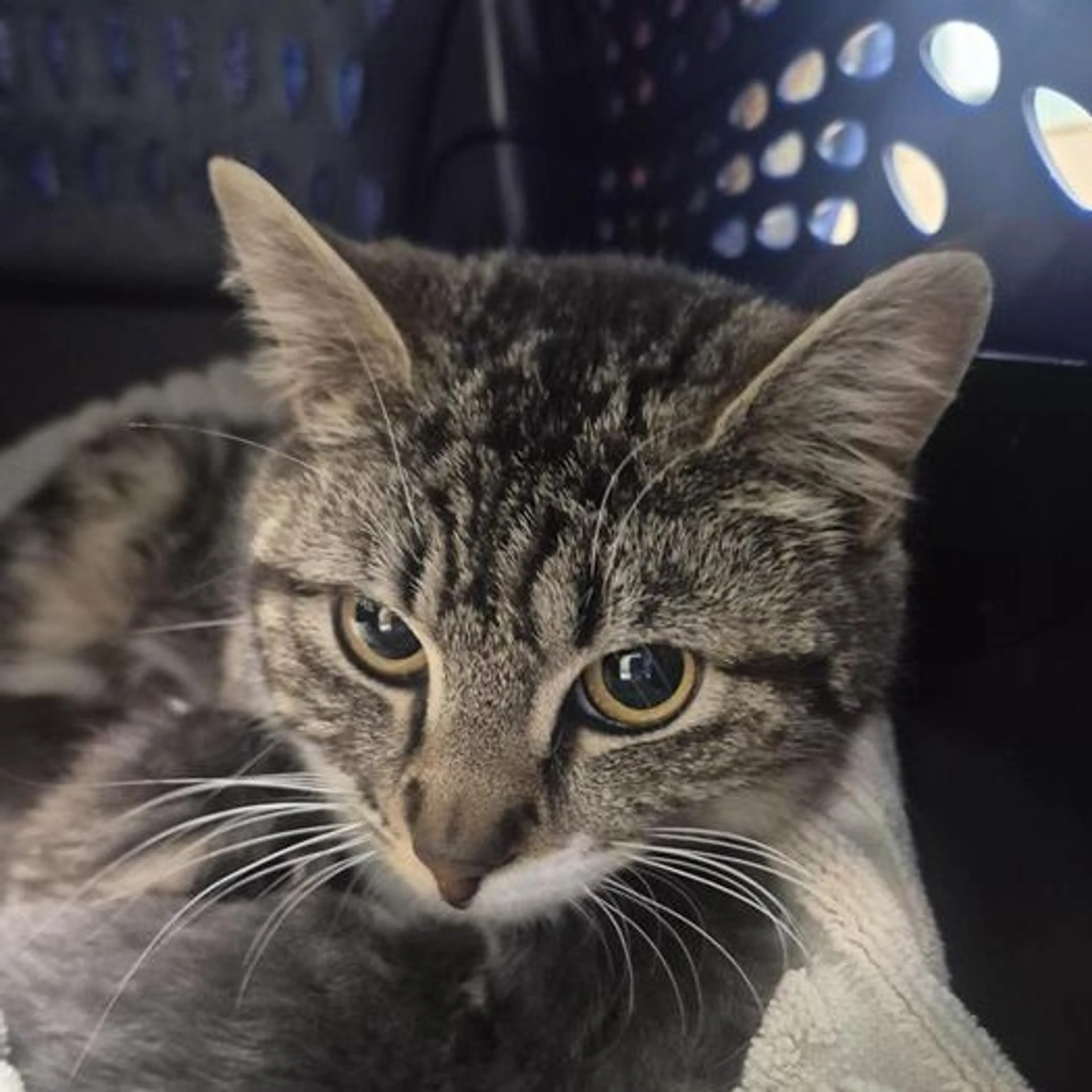 Found pet
