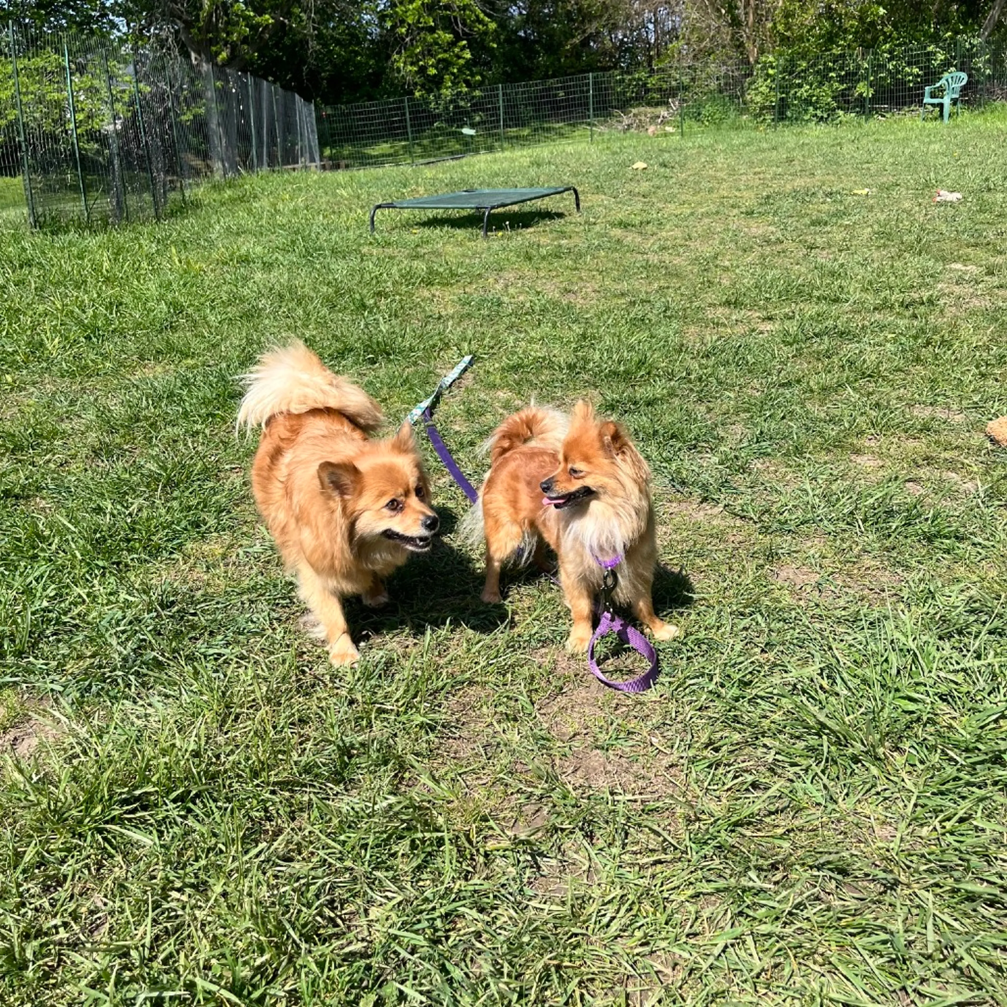 Found pet-1