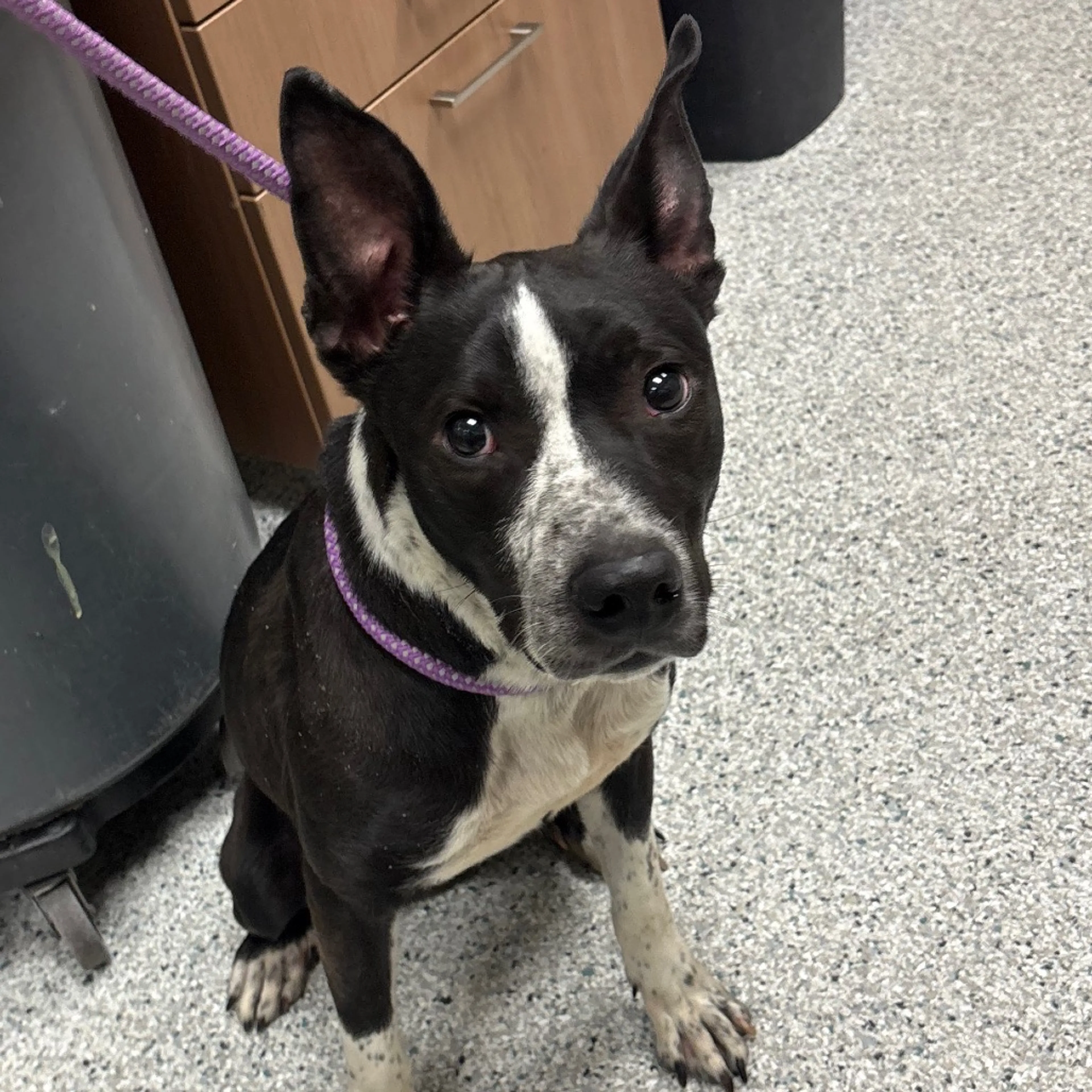 Found pet
