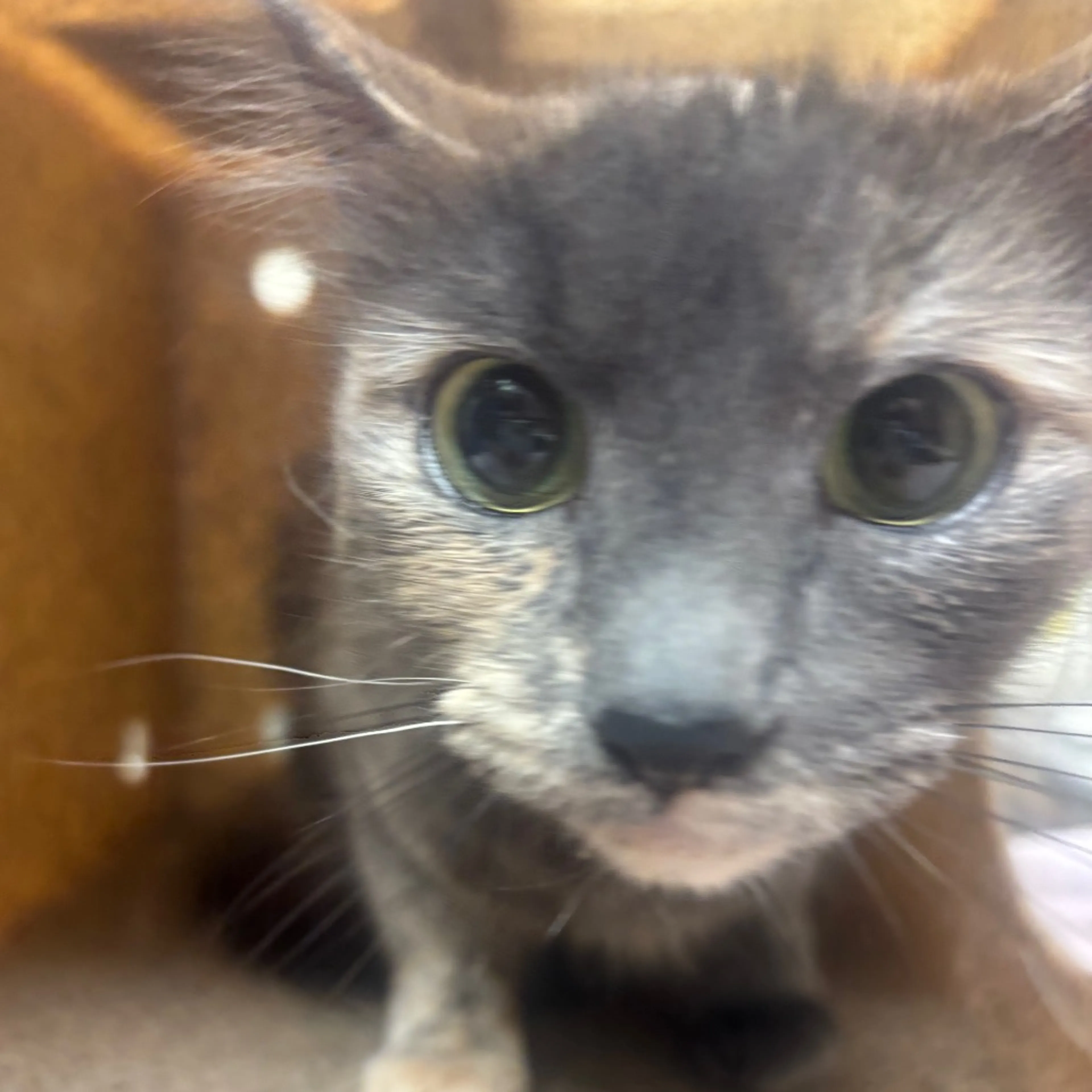 Found pet
