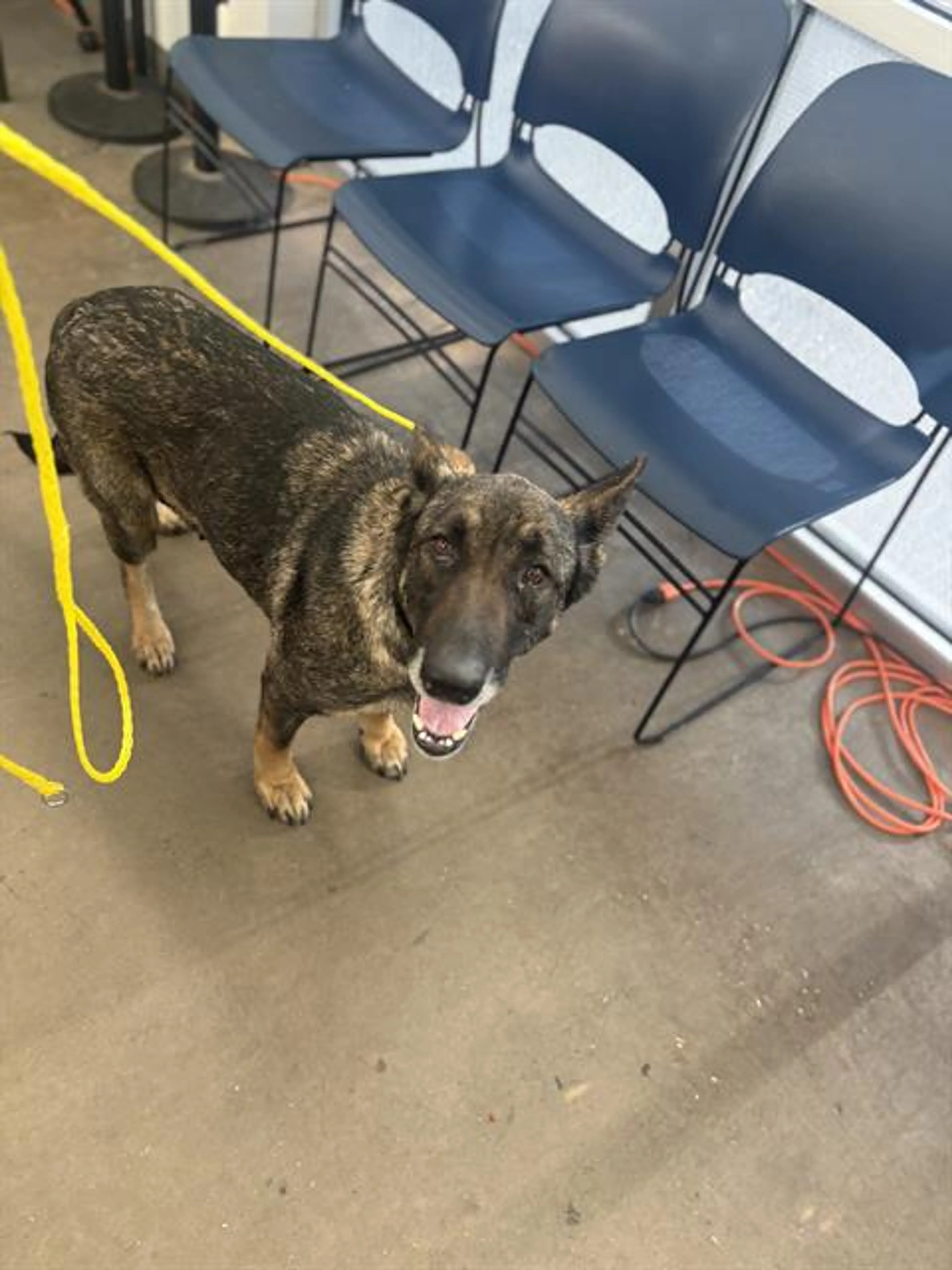 Found pet