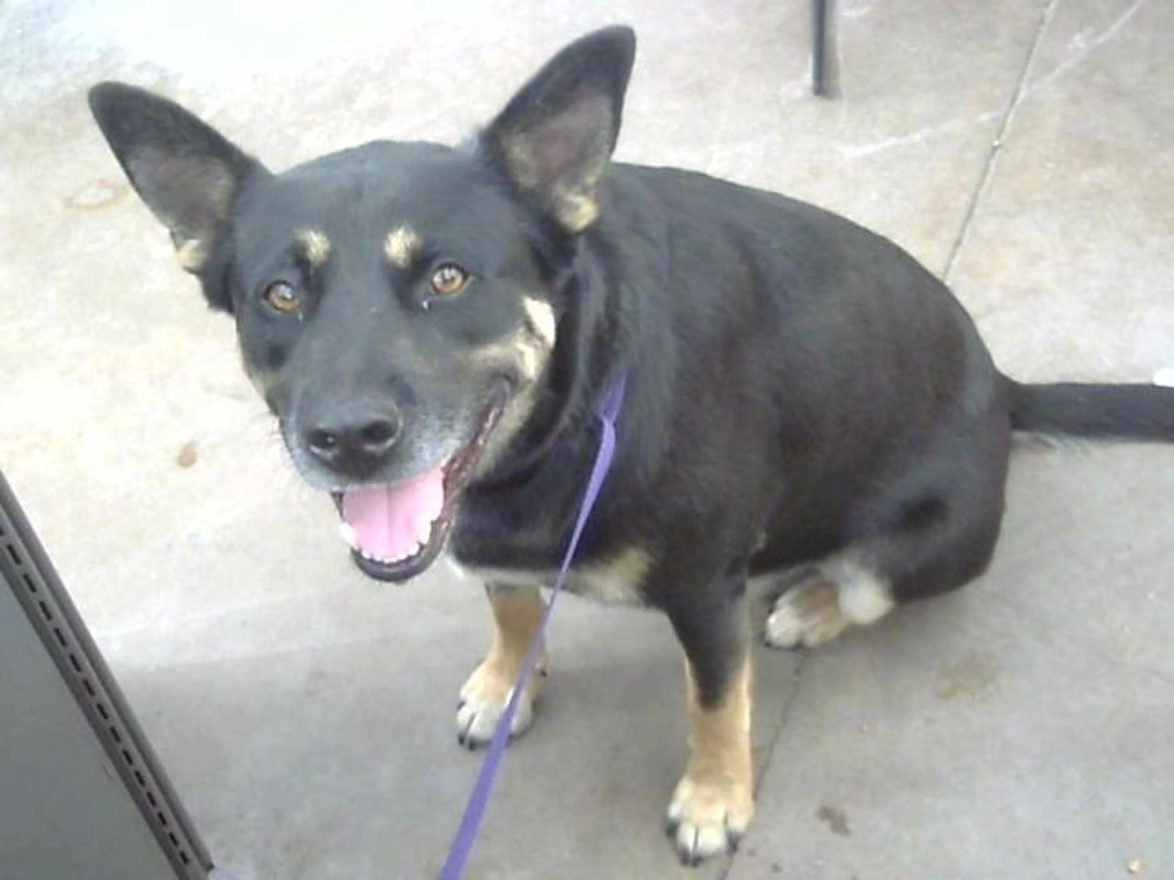 Found pet