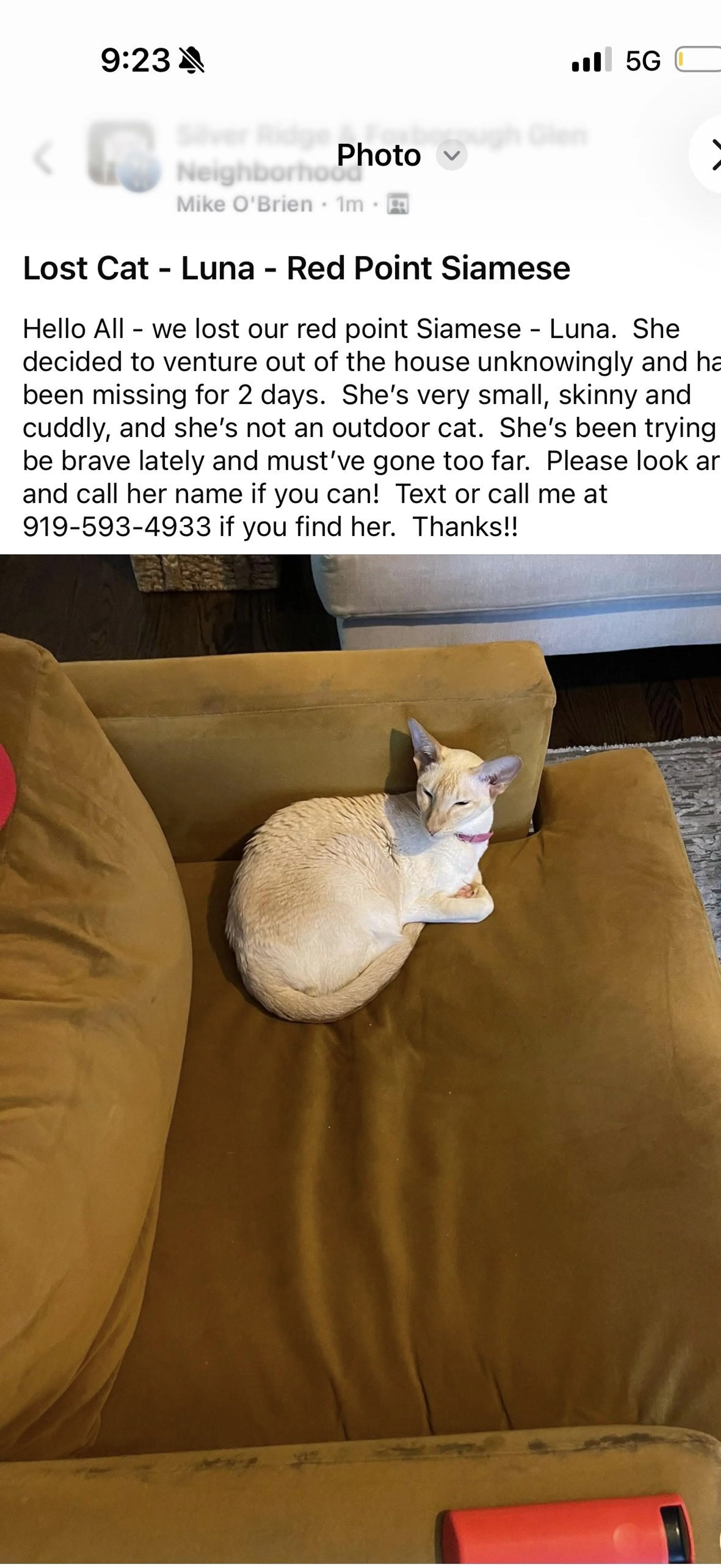 Lost pet-1
