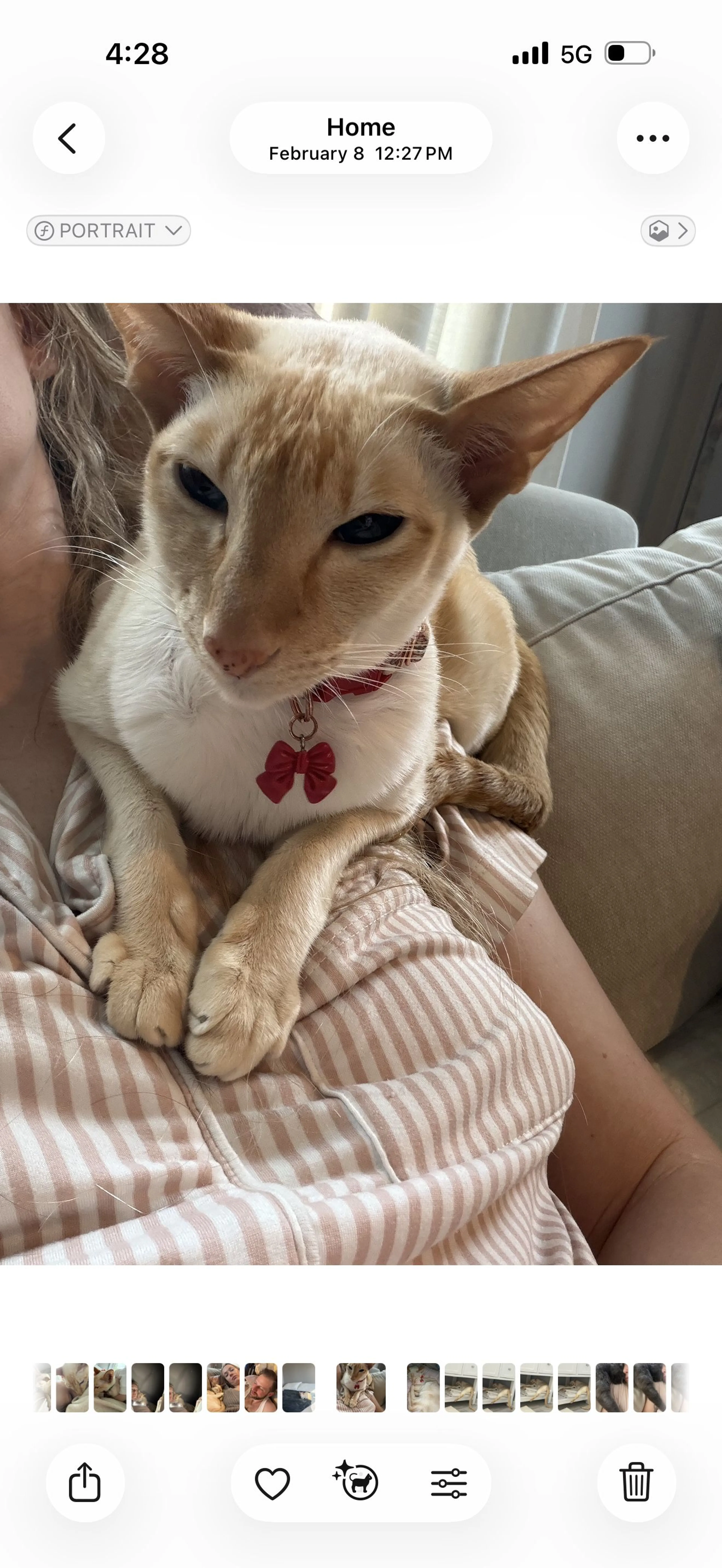 Lost pet-0