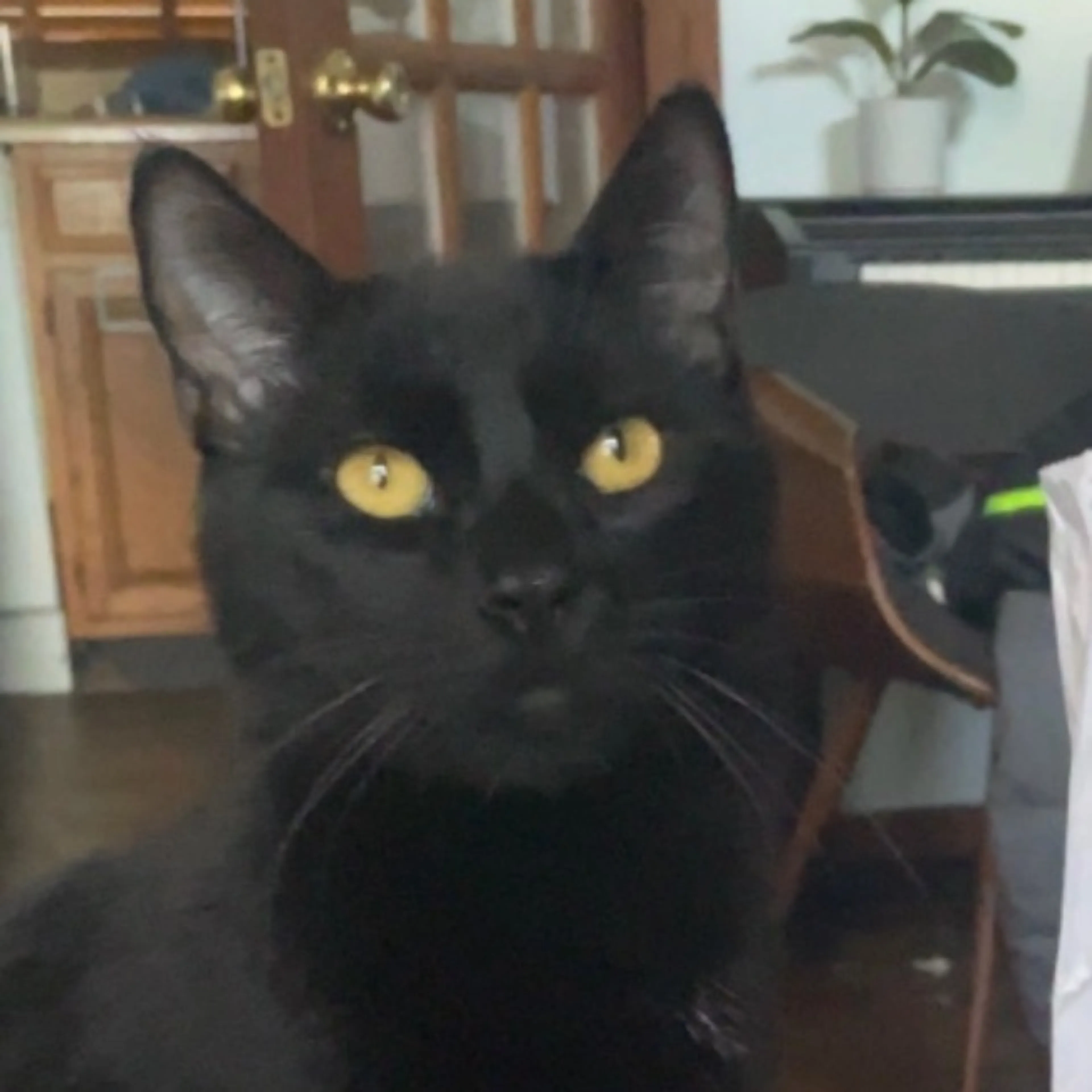 Lost pet
