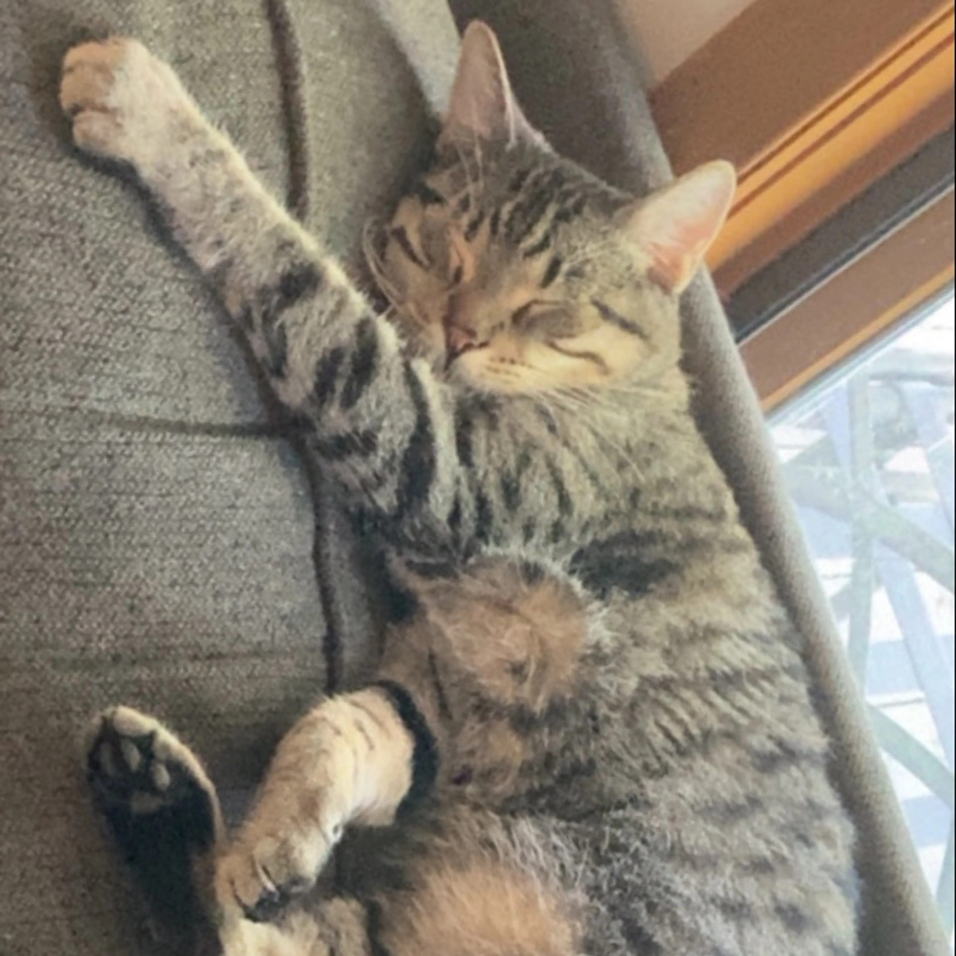 Lost pet-0