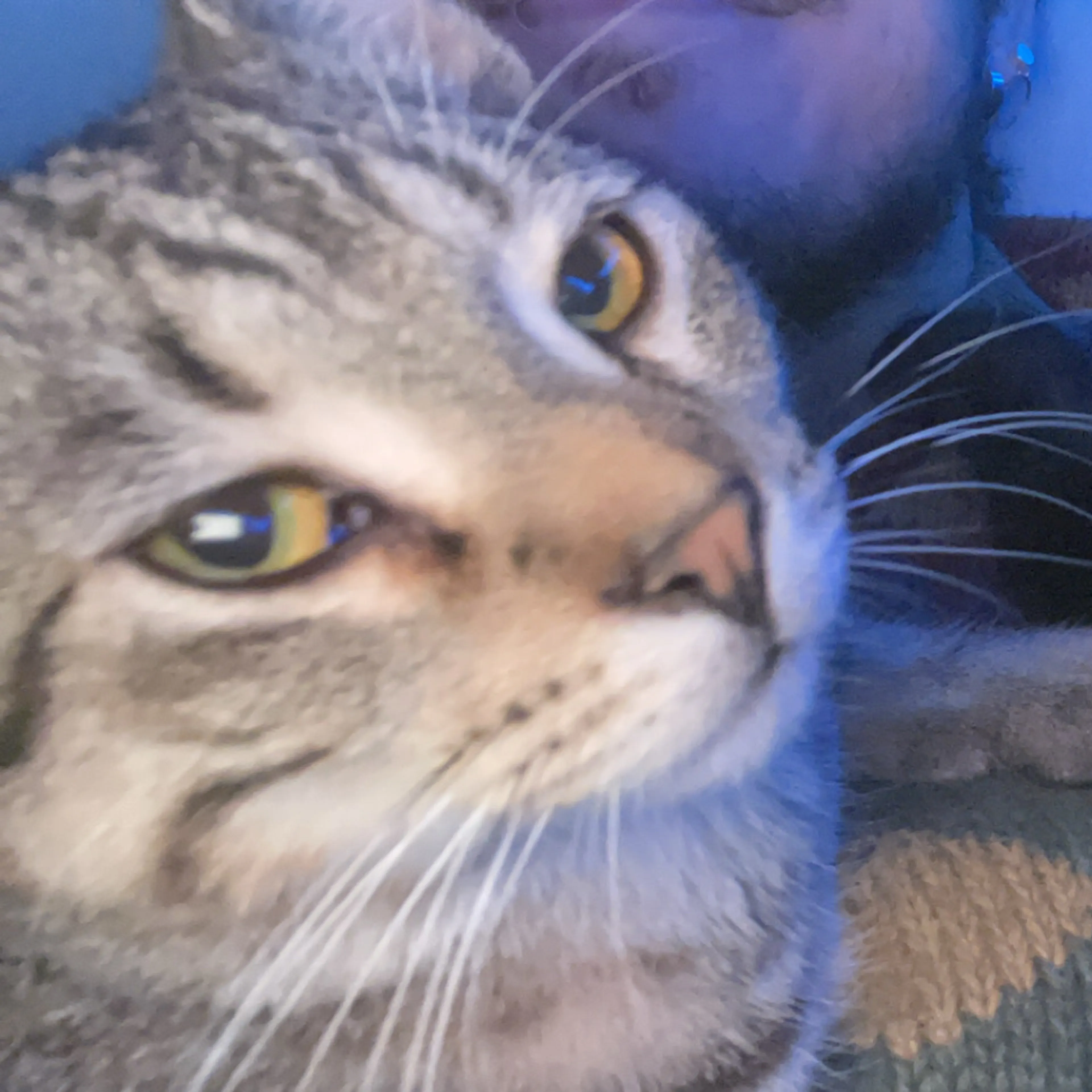 Lost pet-2