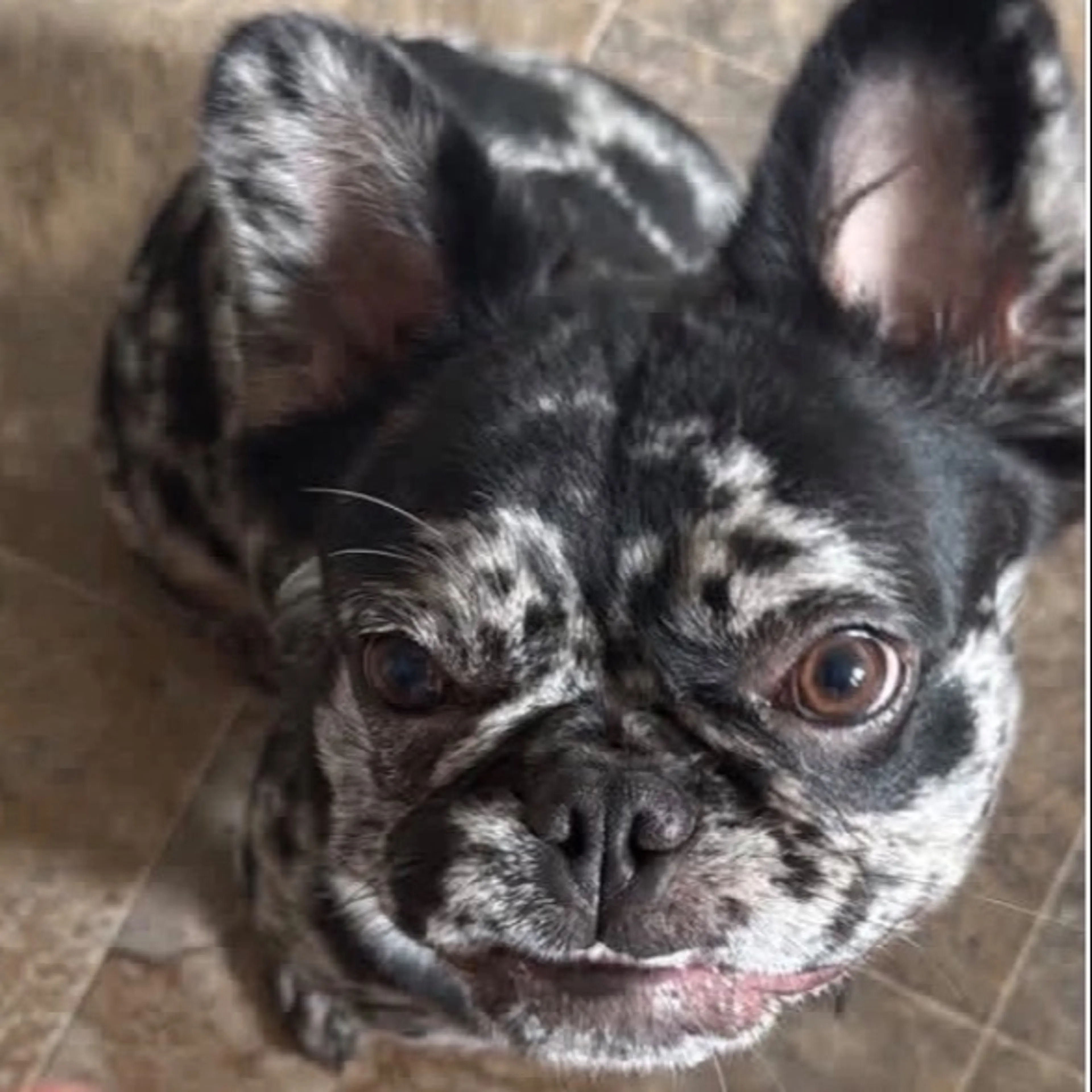 Lost pet