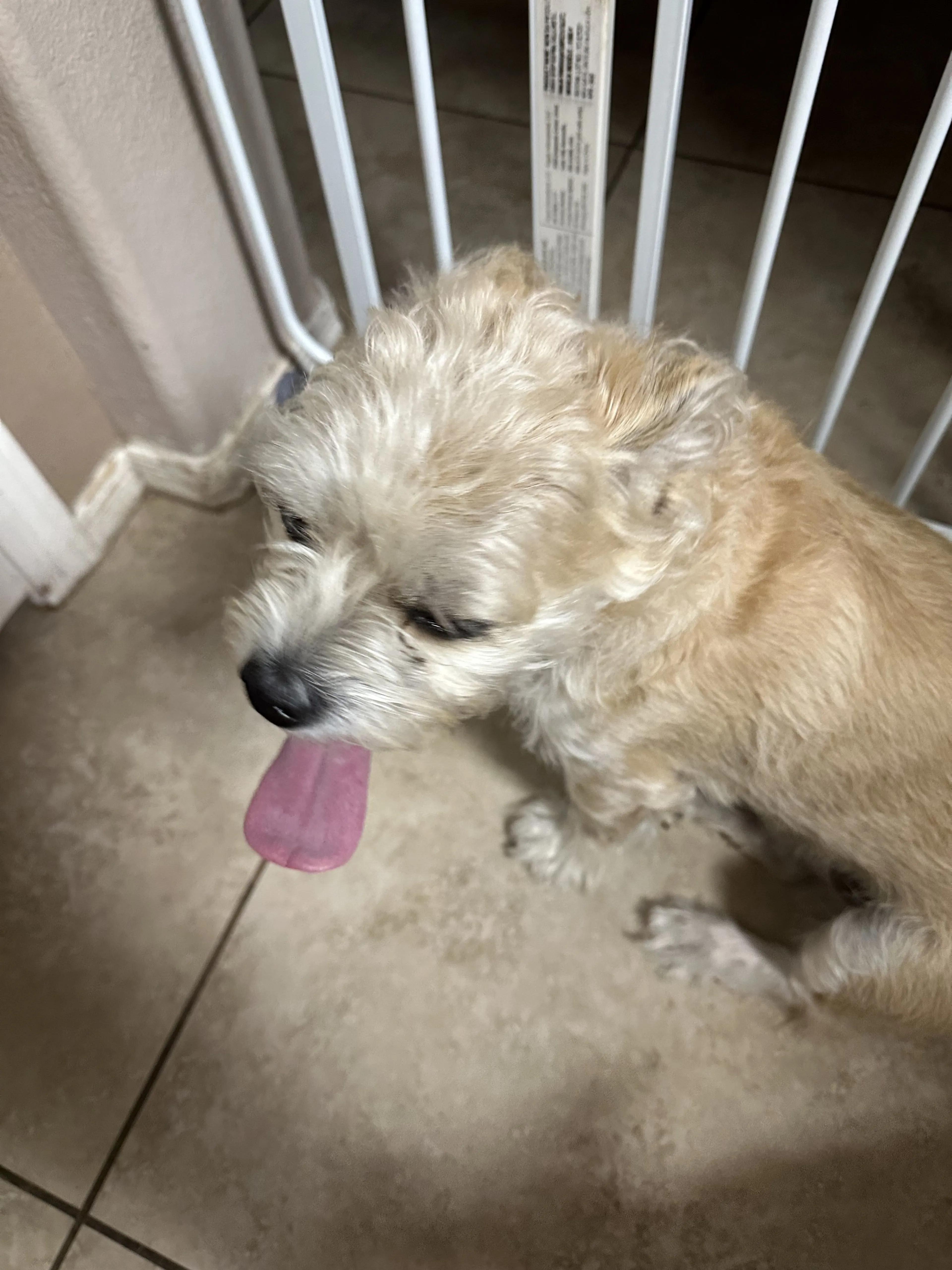 Lost pet-1