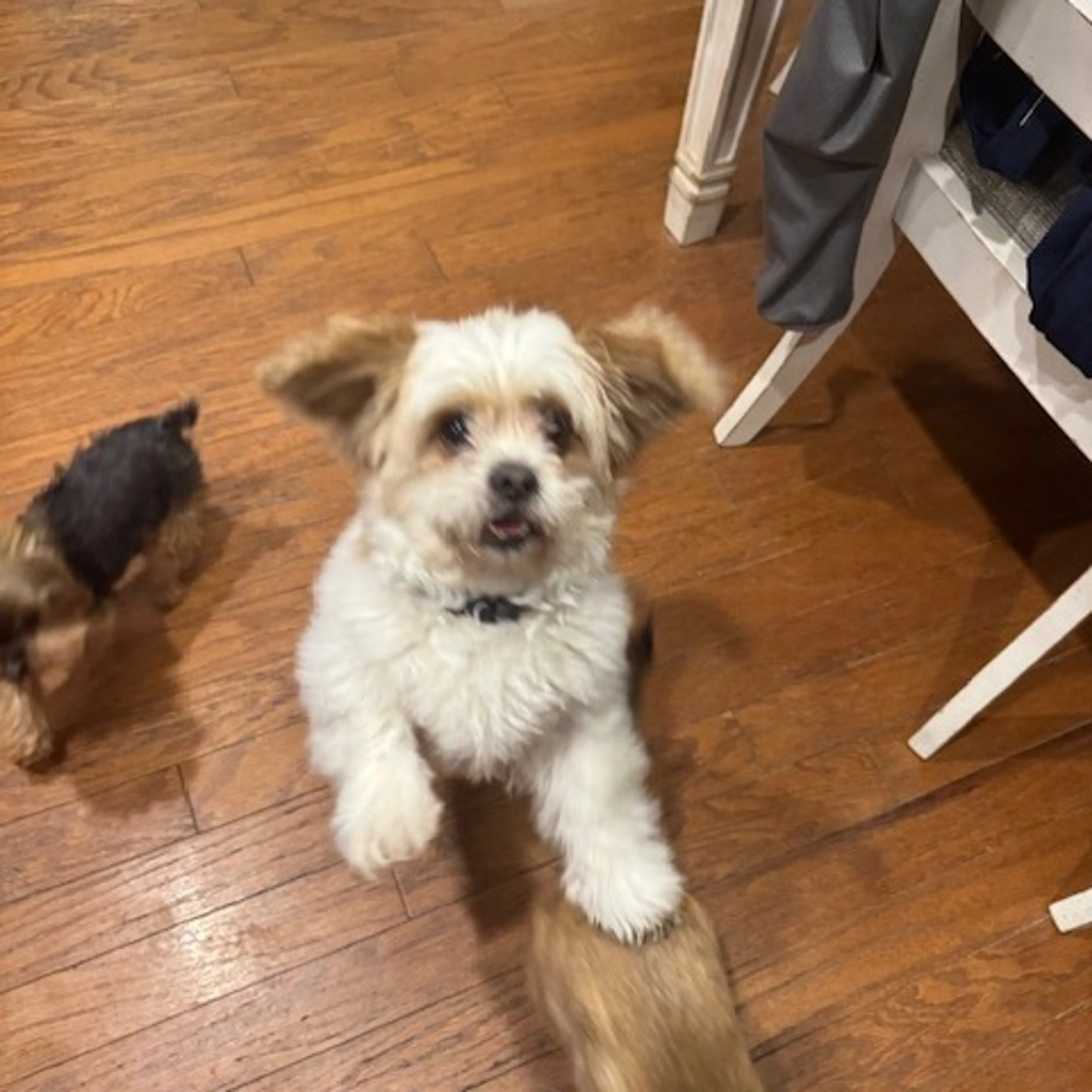 Found pet-2