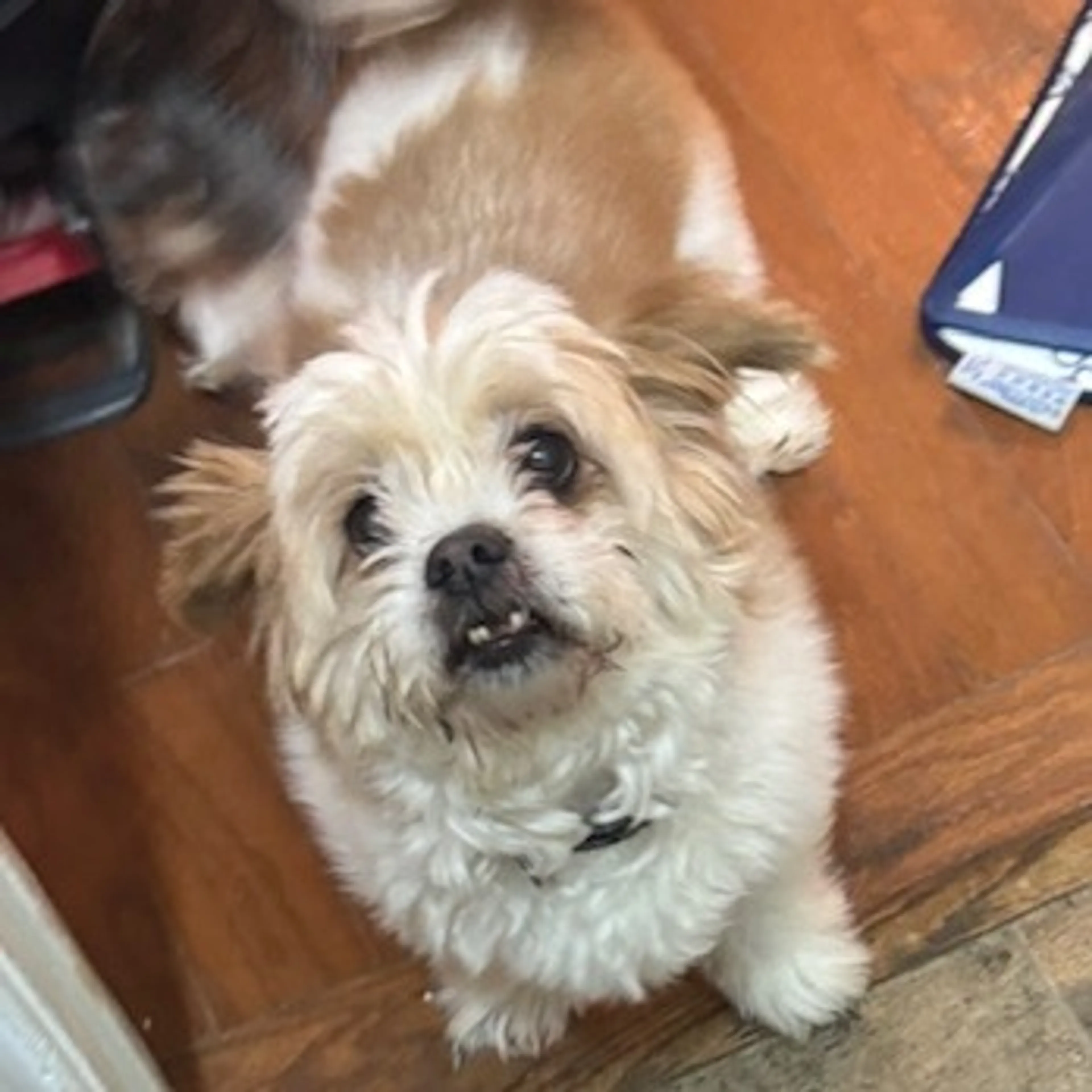 Found pet-1