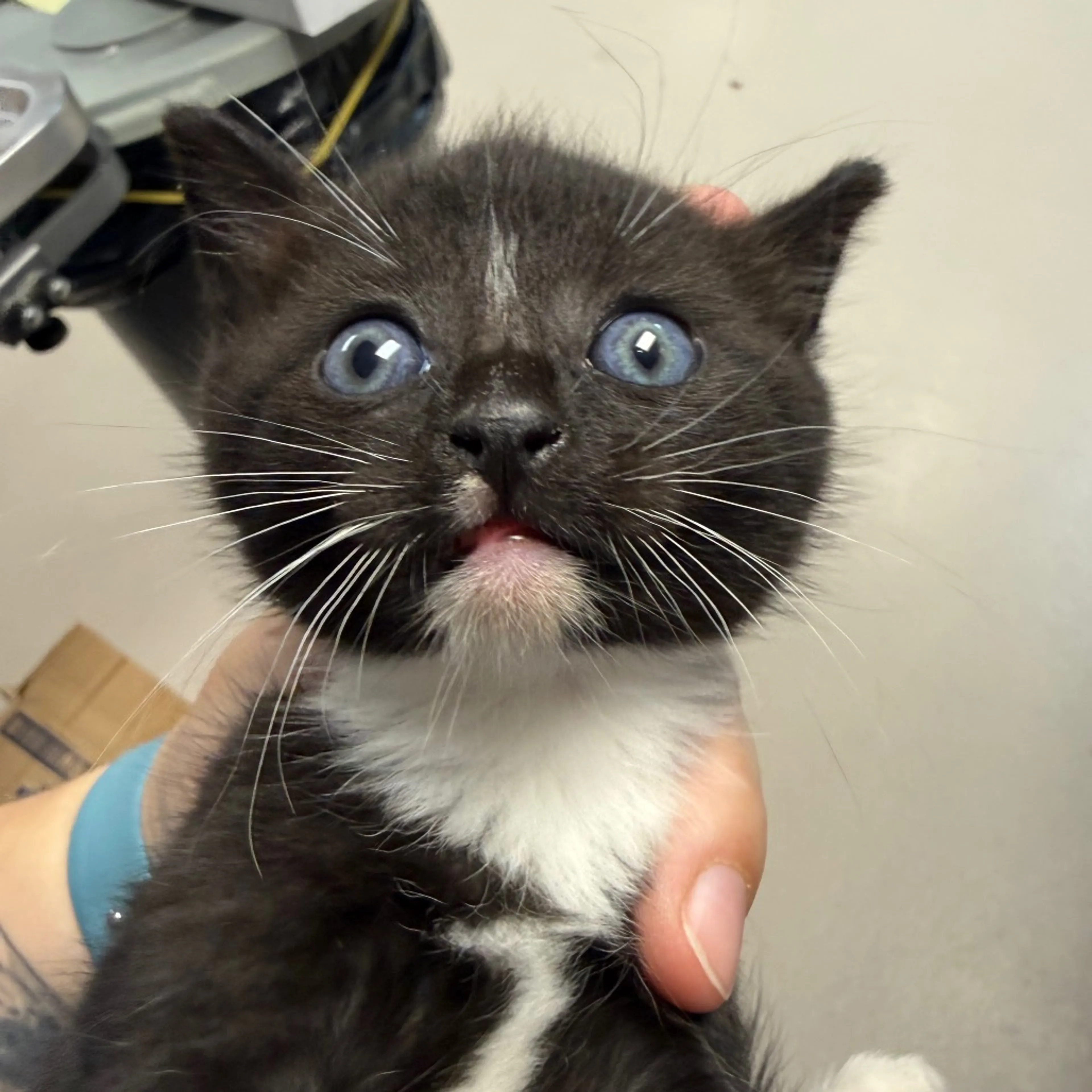 Found pet