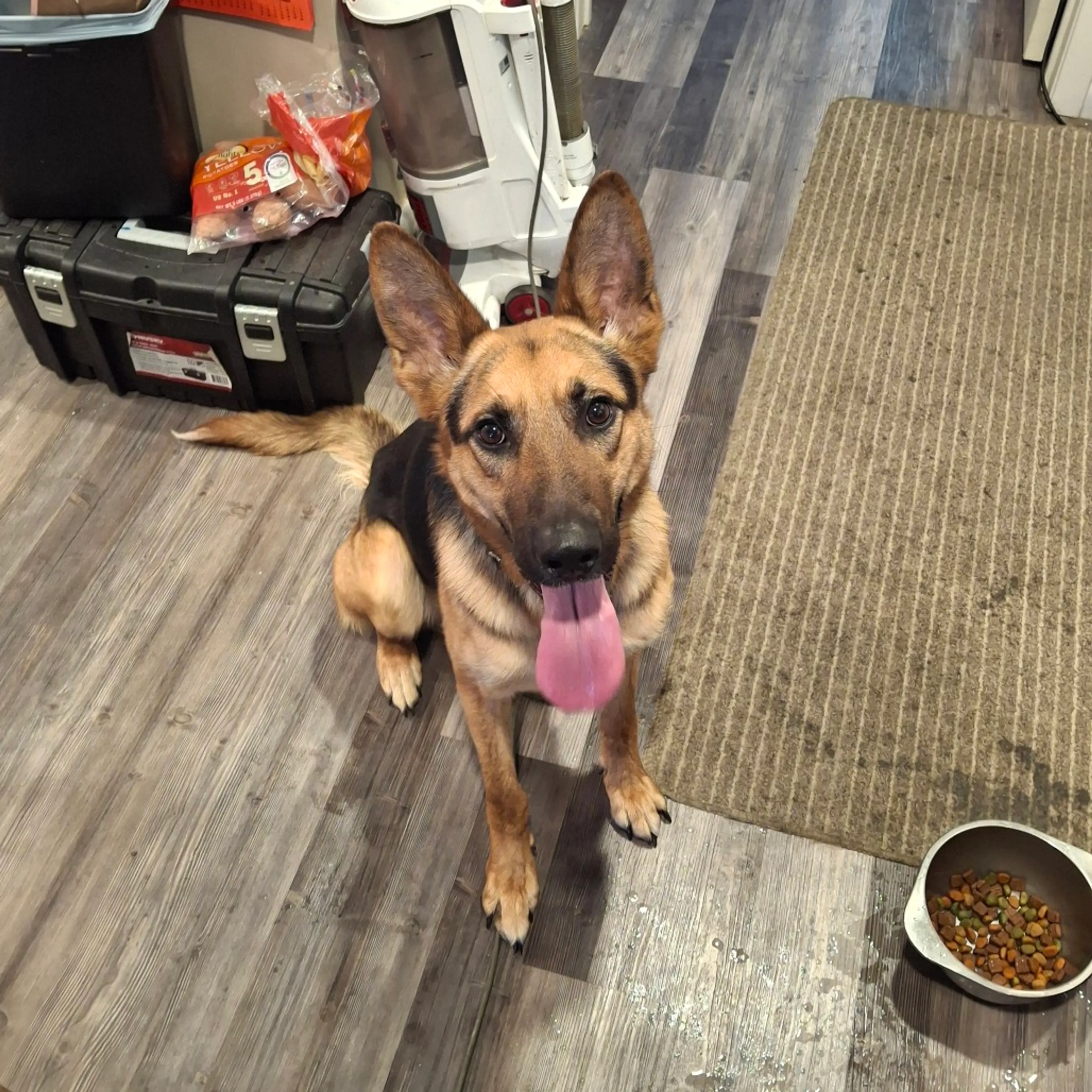 Found pet-2