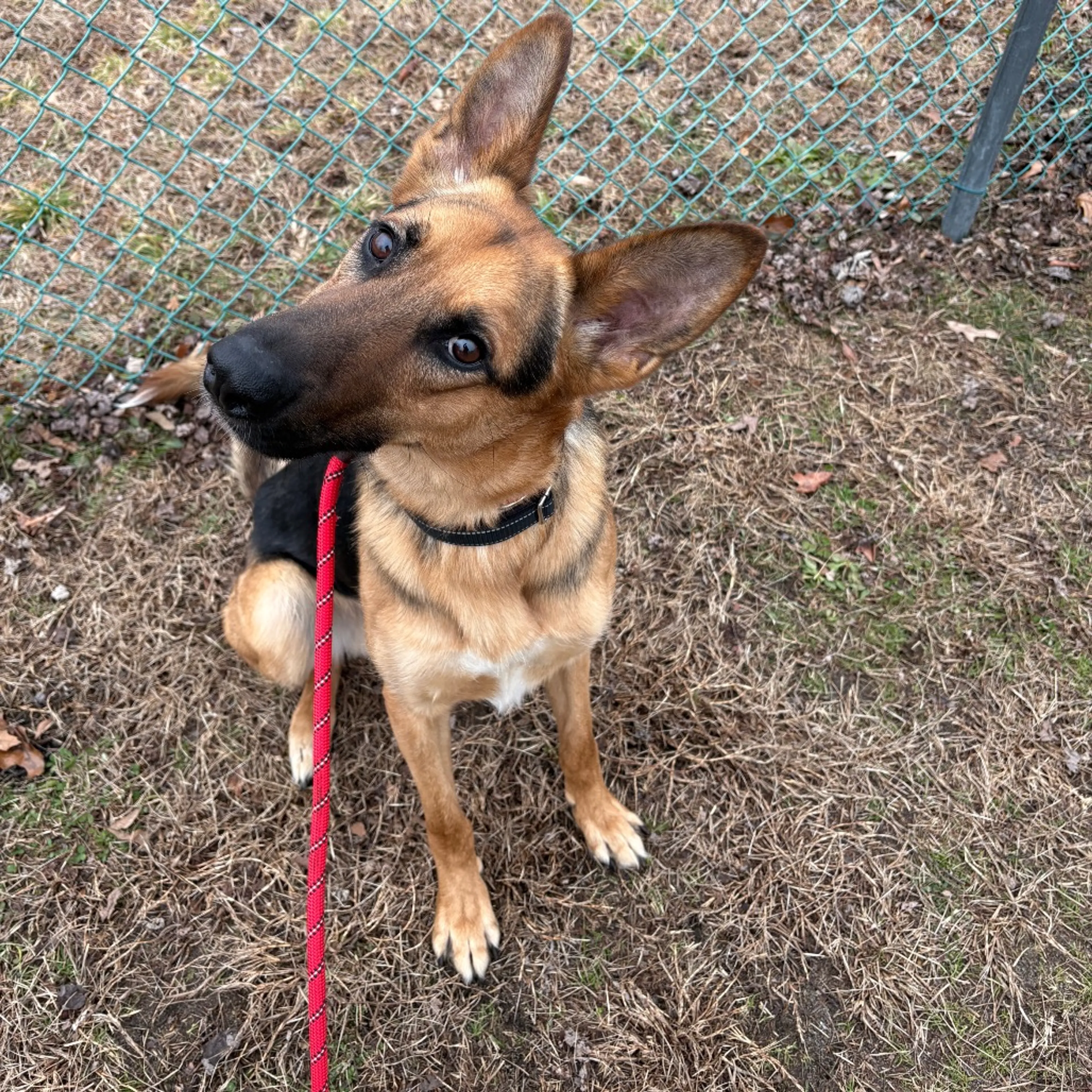 Found pet-1