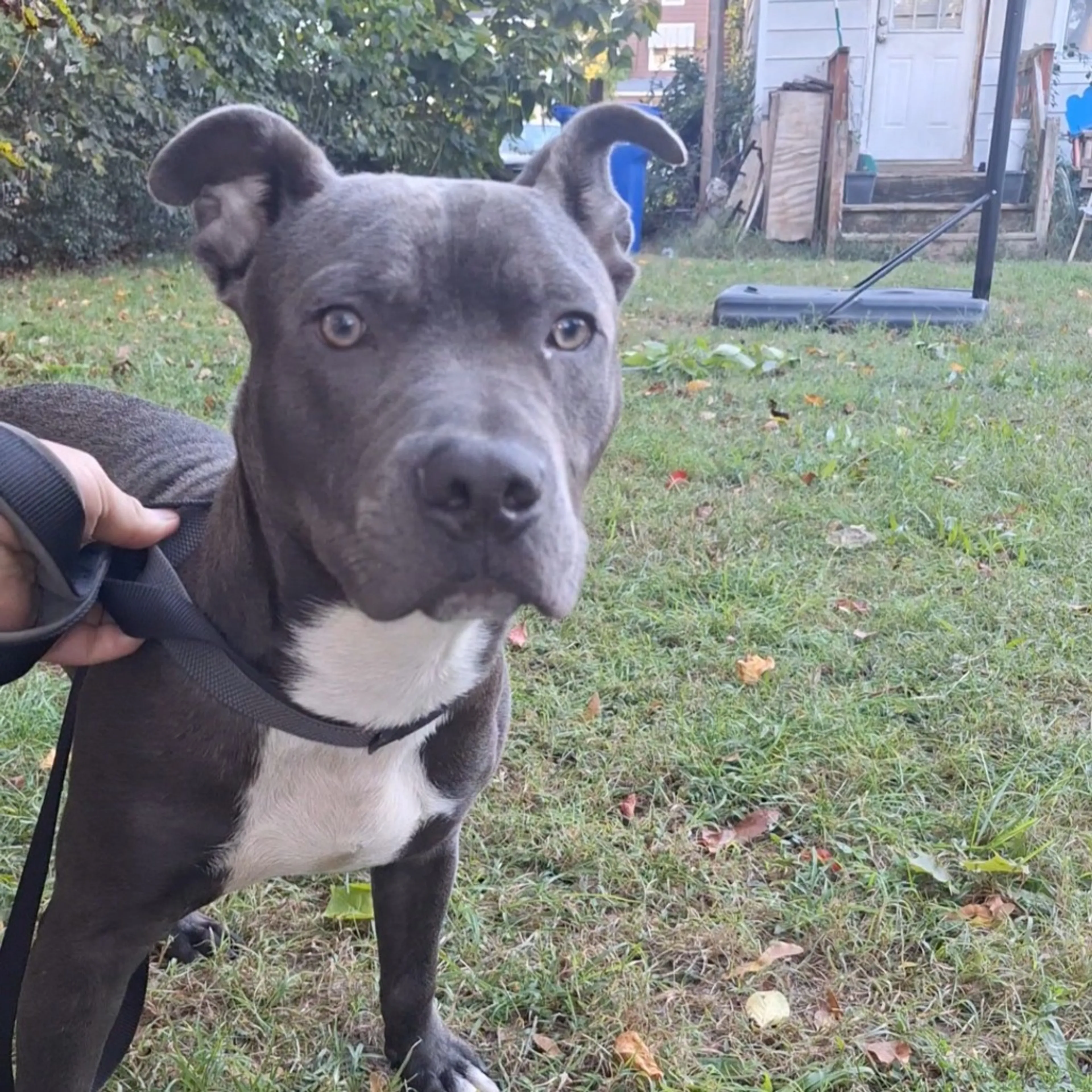 Found pet