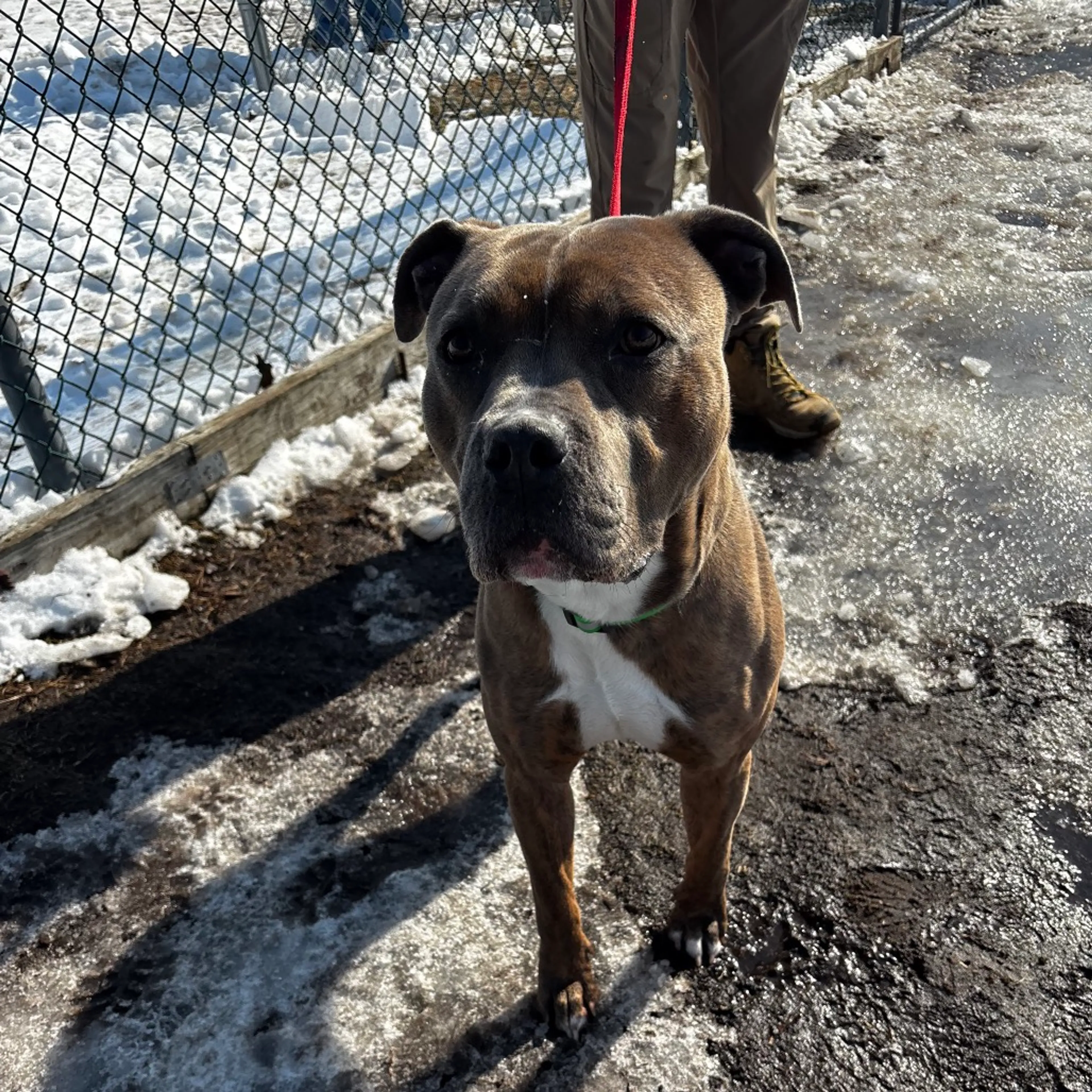 Found pet-1