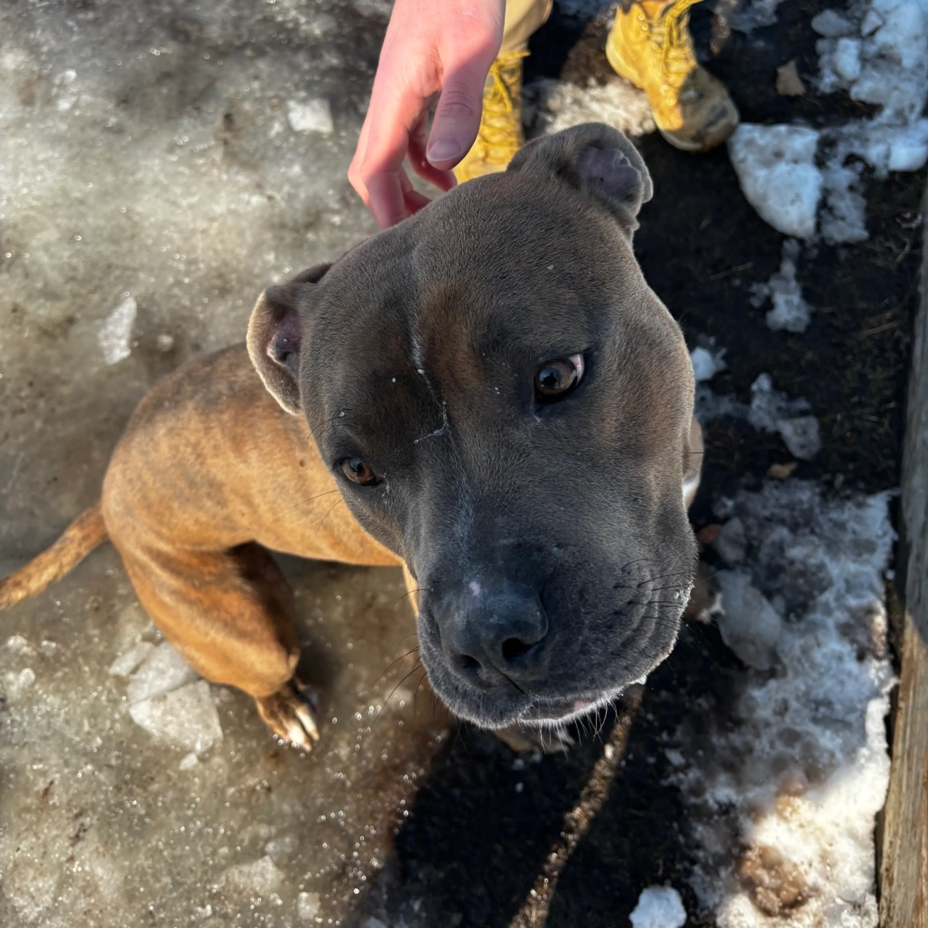 Found pet-2