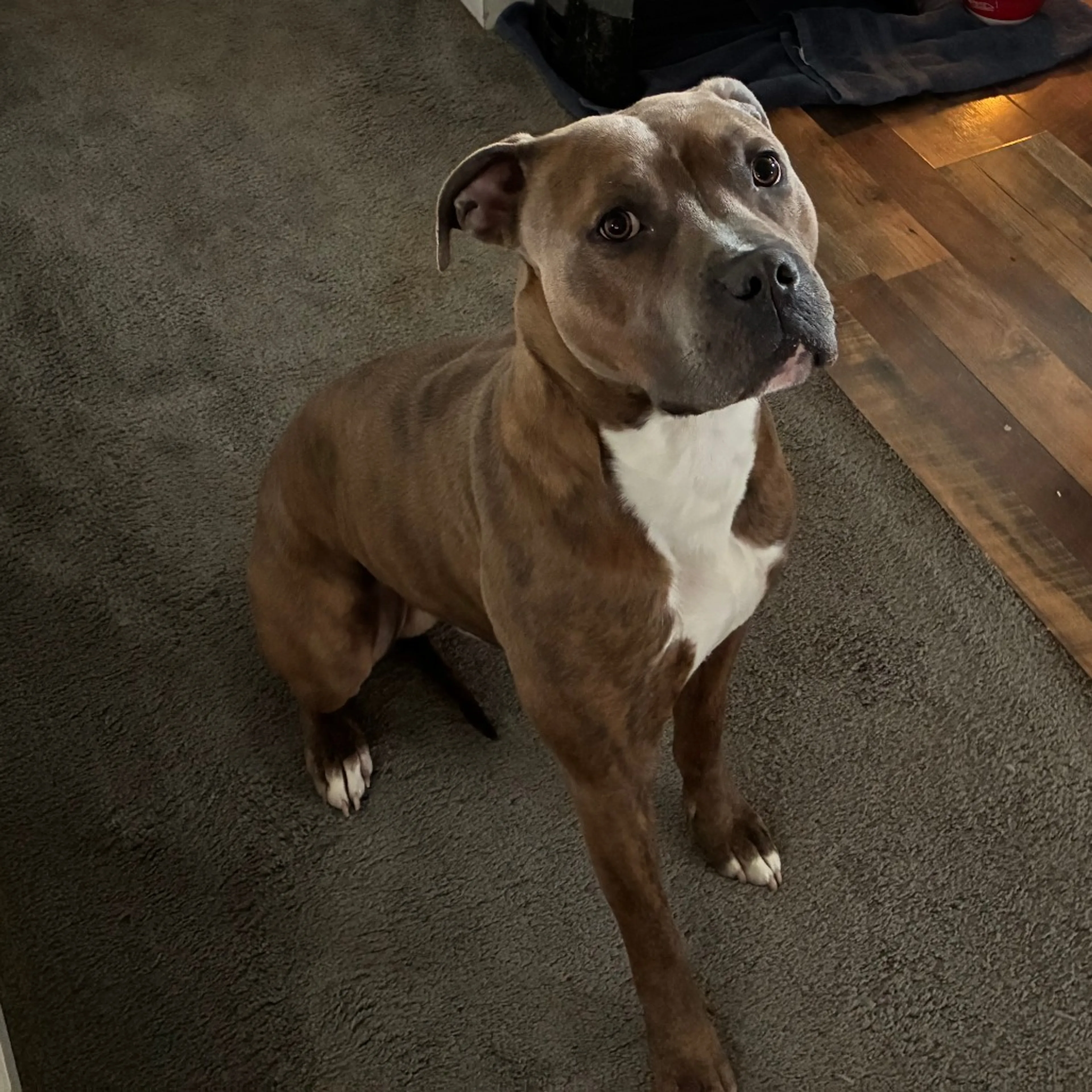 Found pet-0