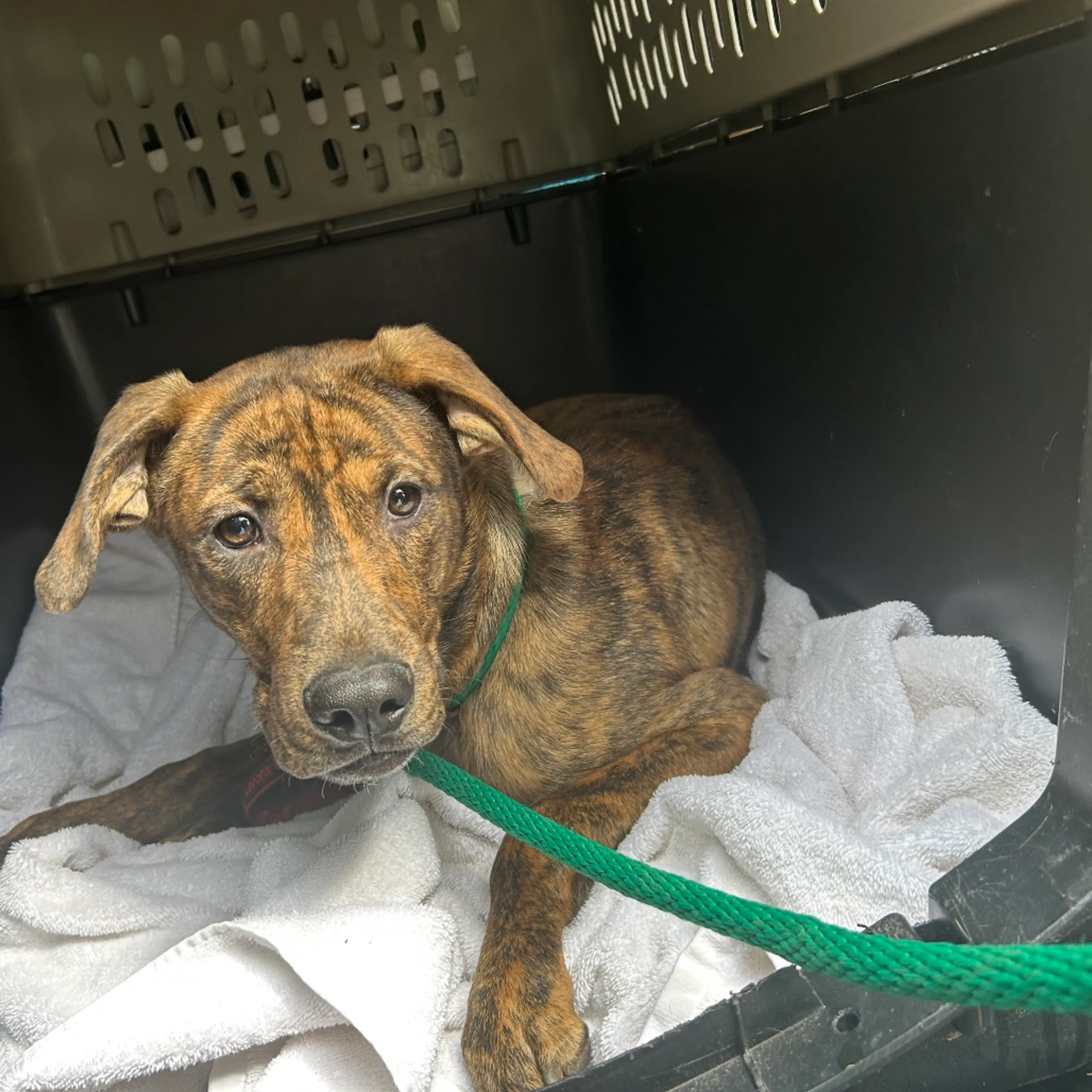 Found pet-1