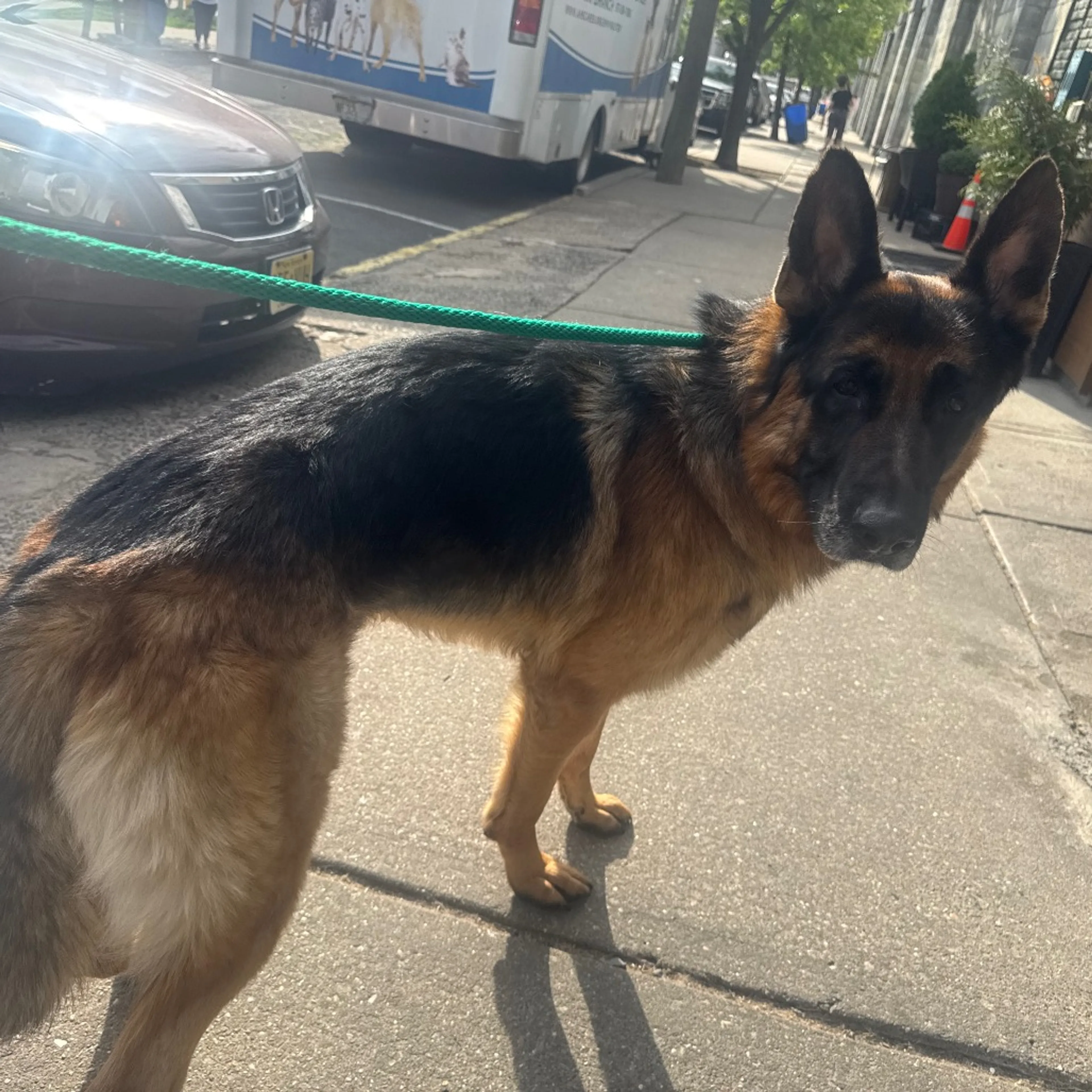 Found pet-1