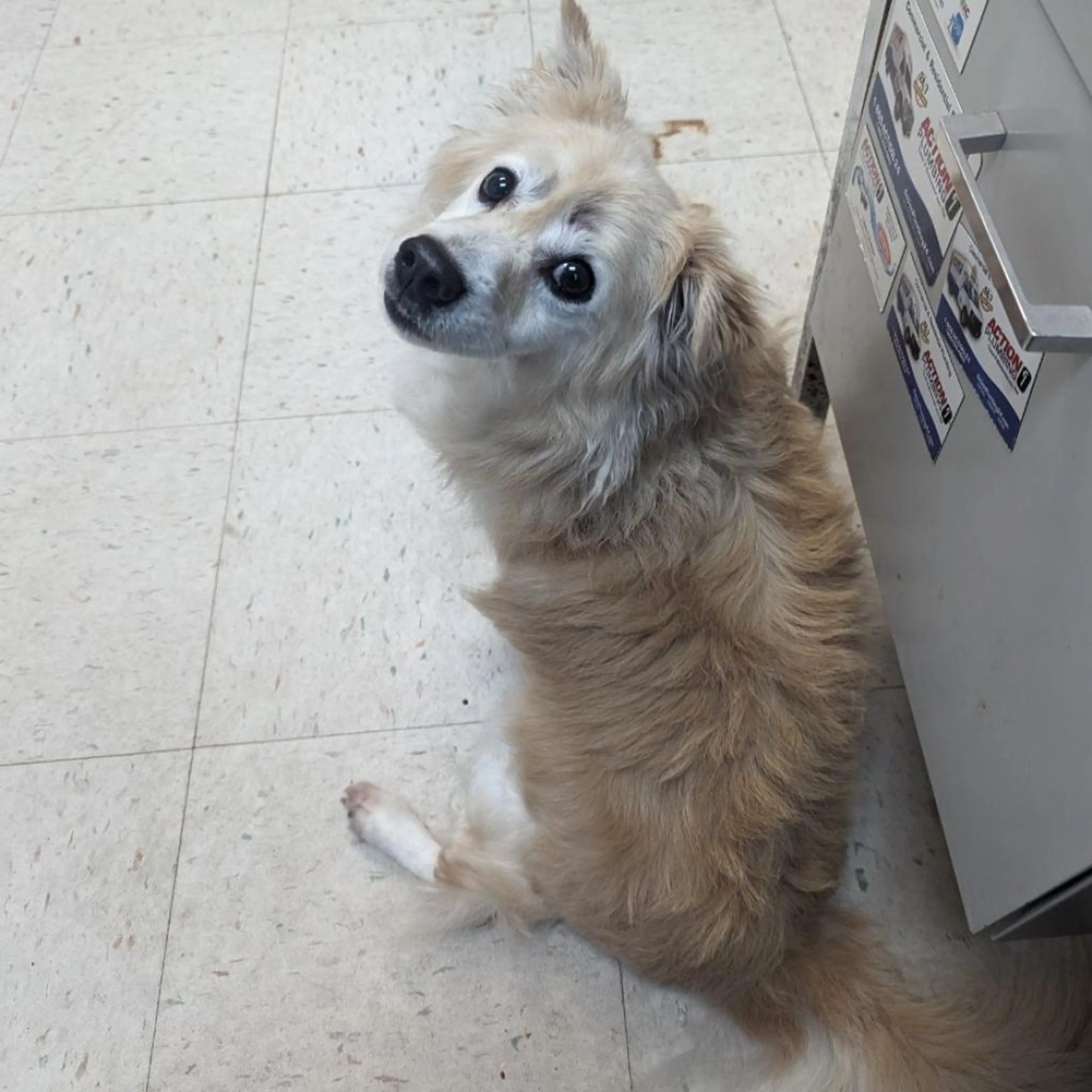 Found pet