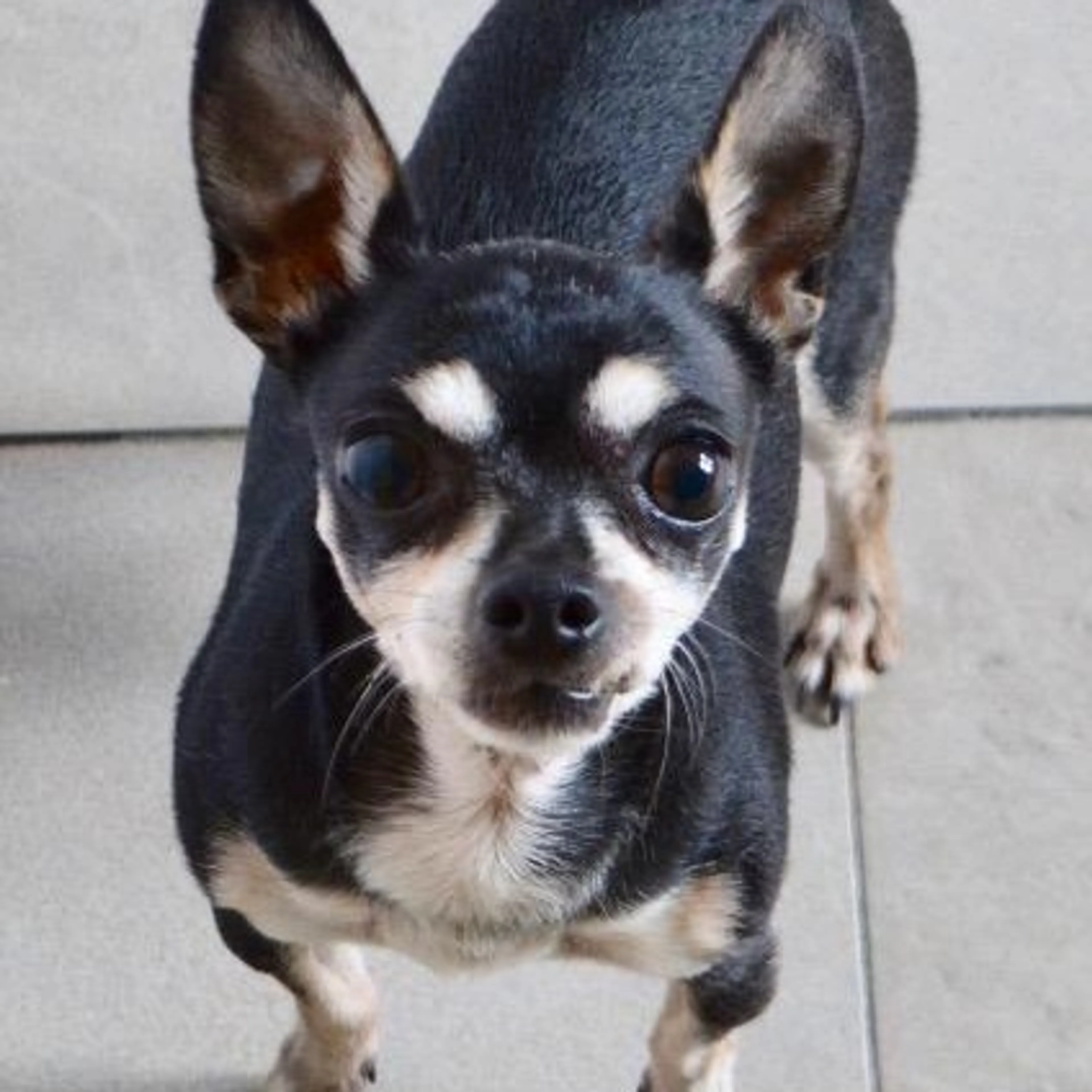 Found pet