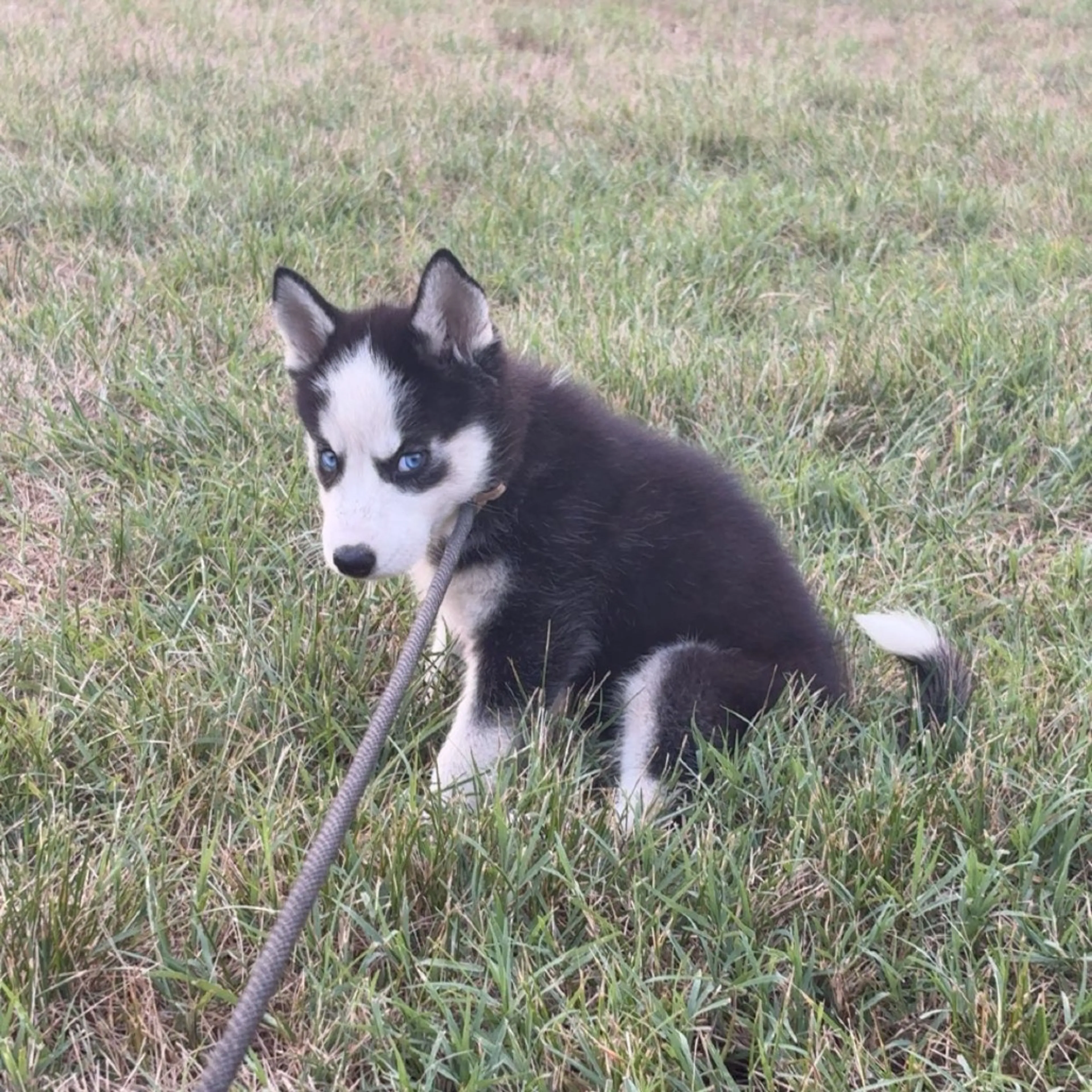 Found pet-2