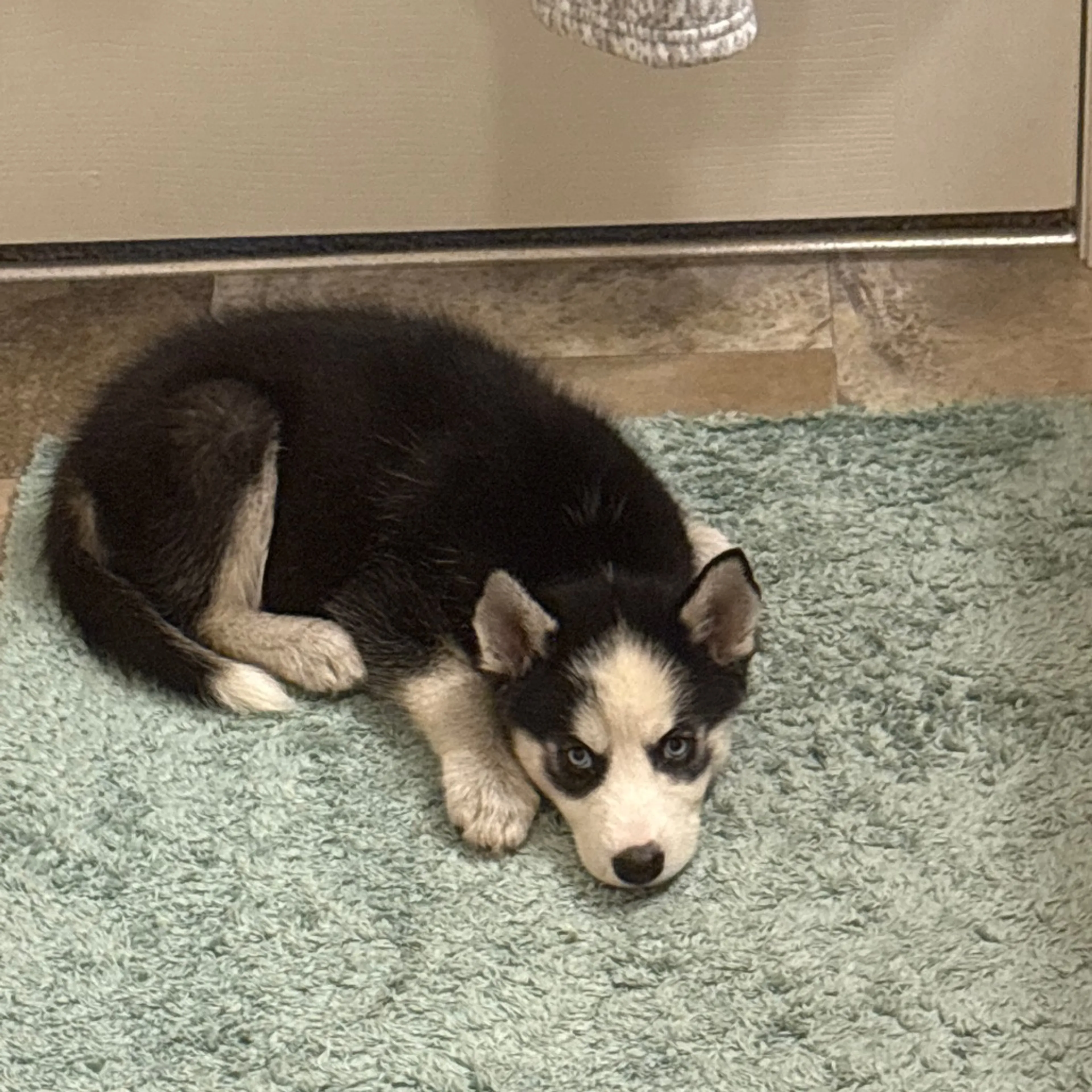 Found pet-1