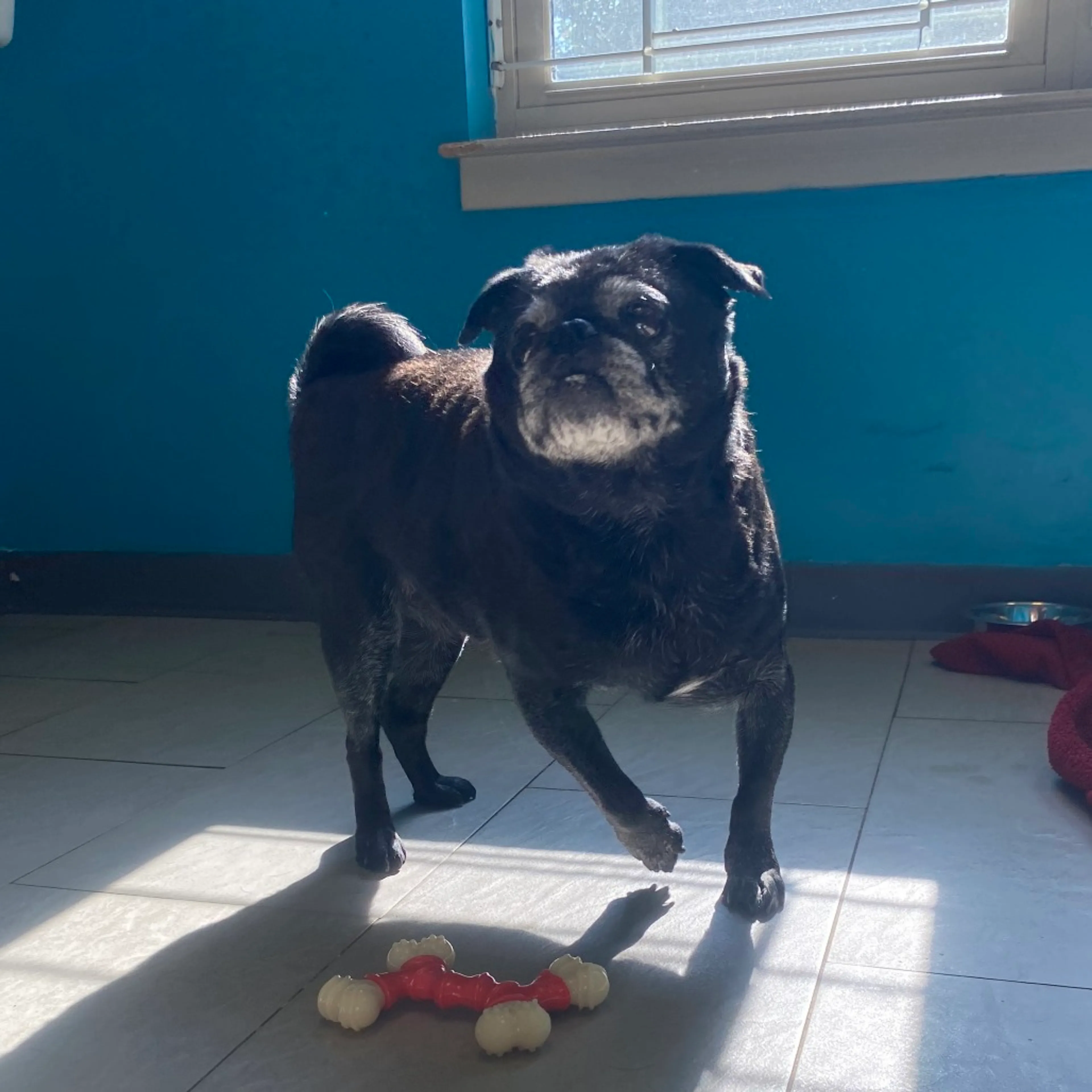 Found pet-1