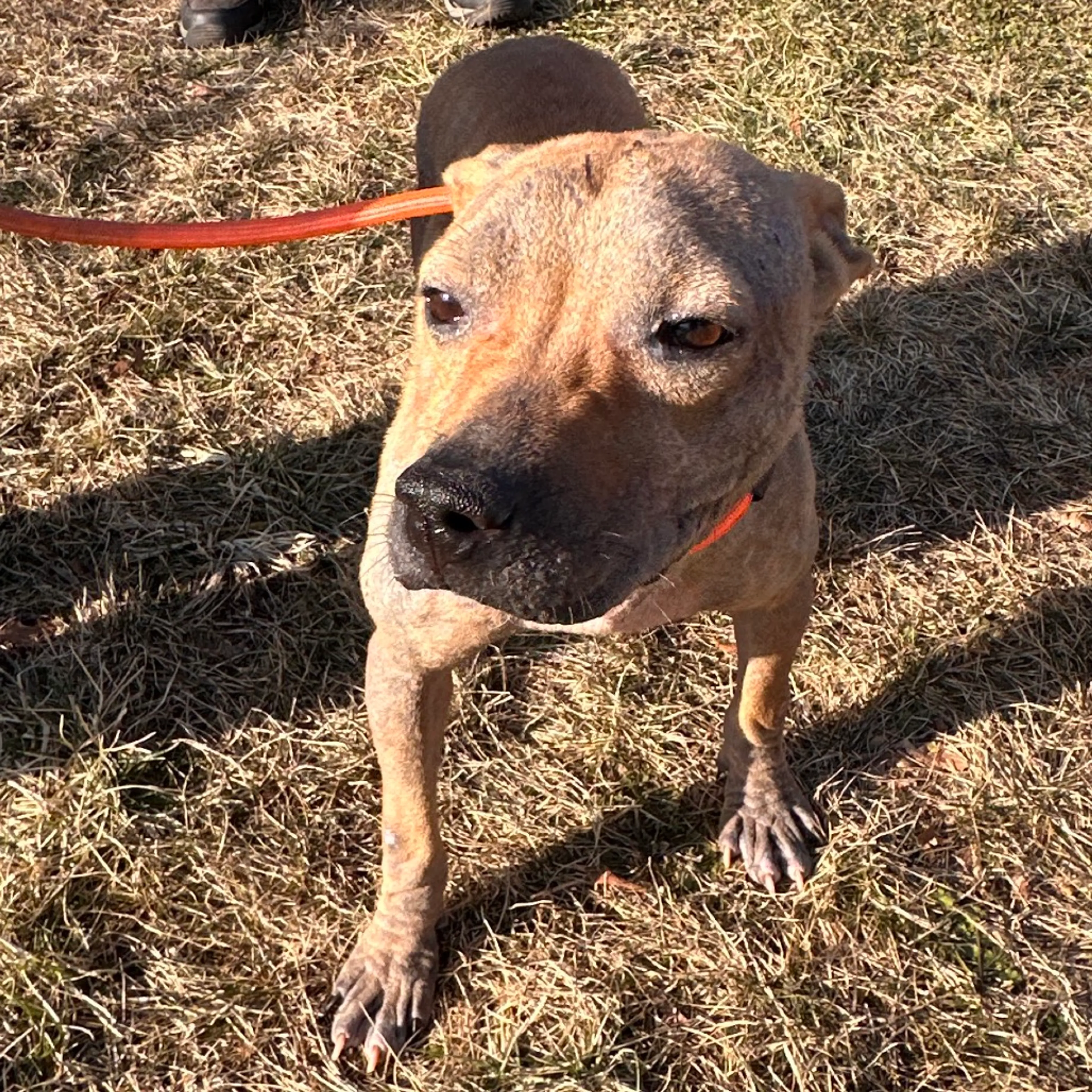 Found pet-1