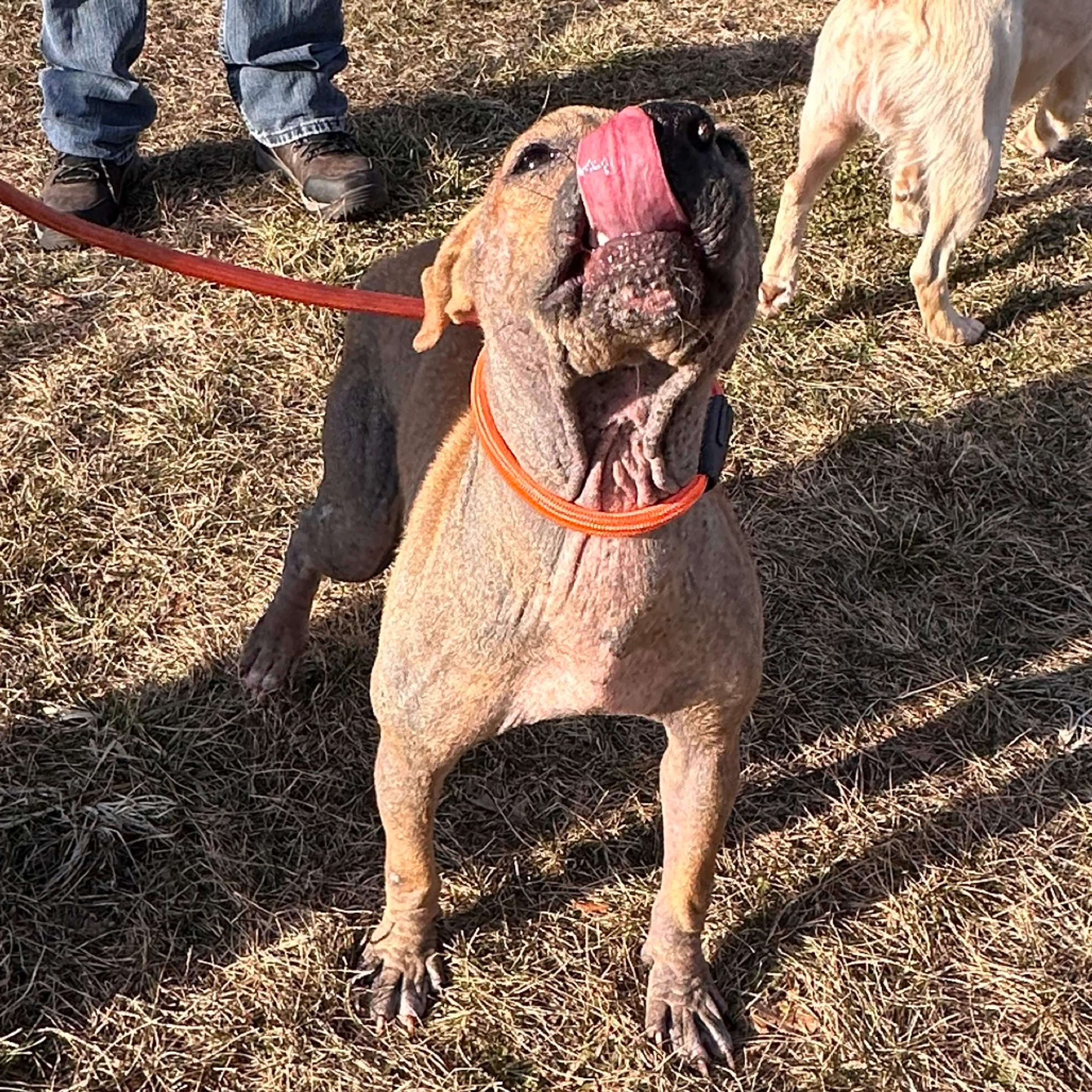 Found pet-2