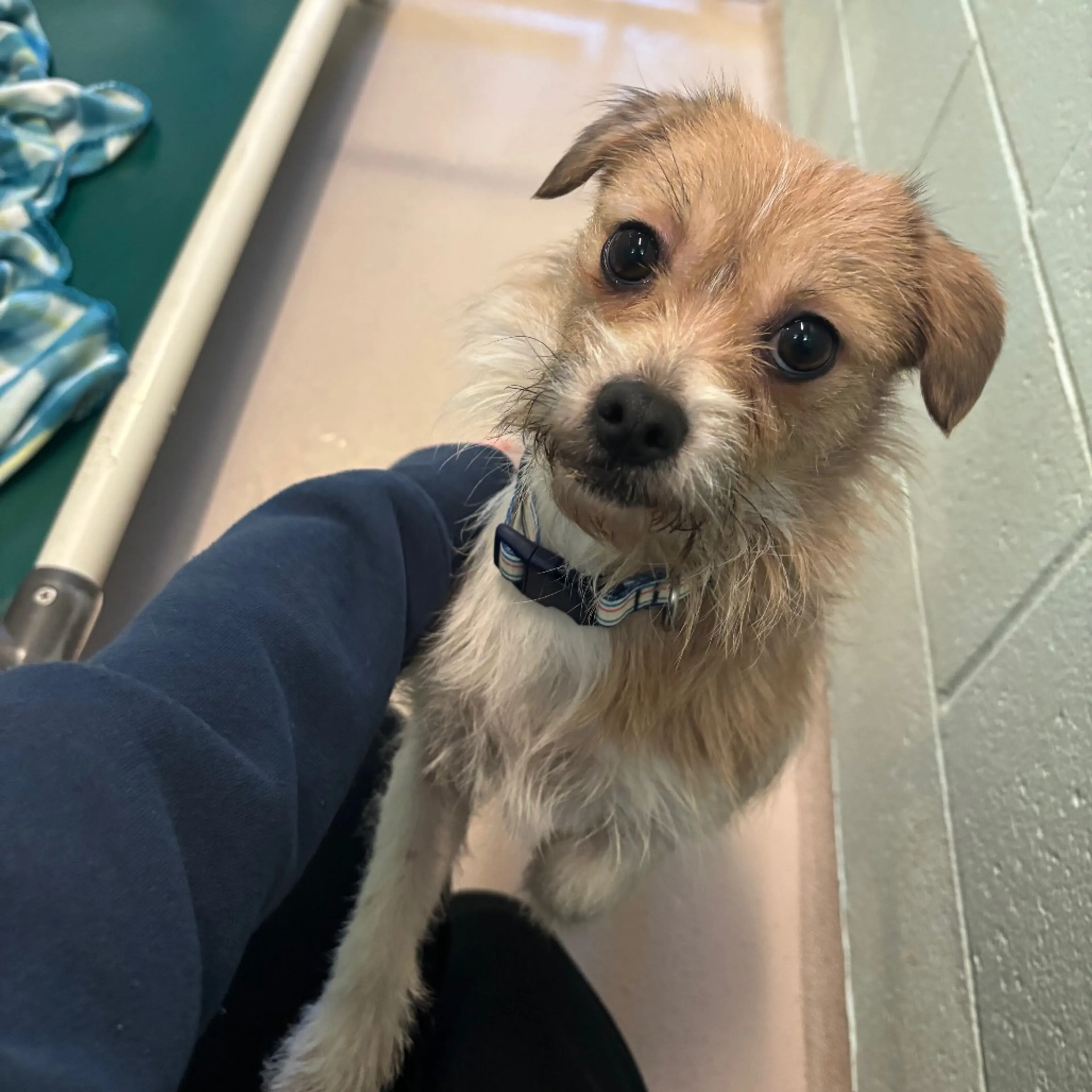Found pet-1