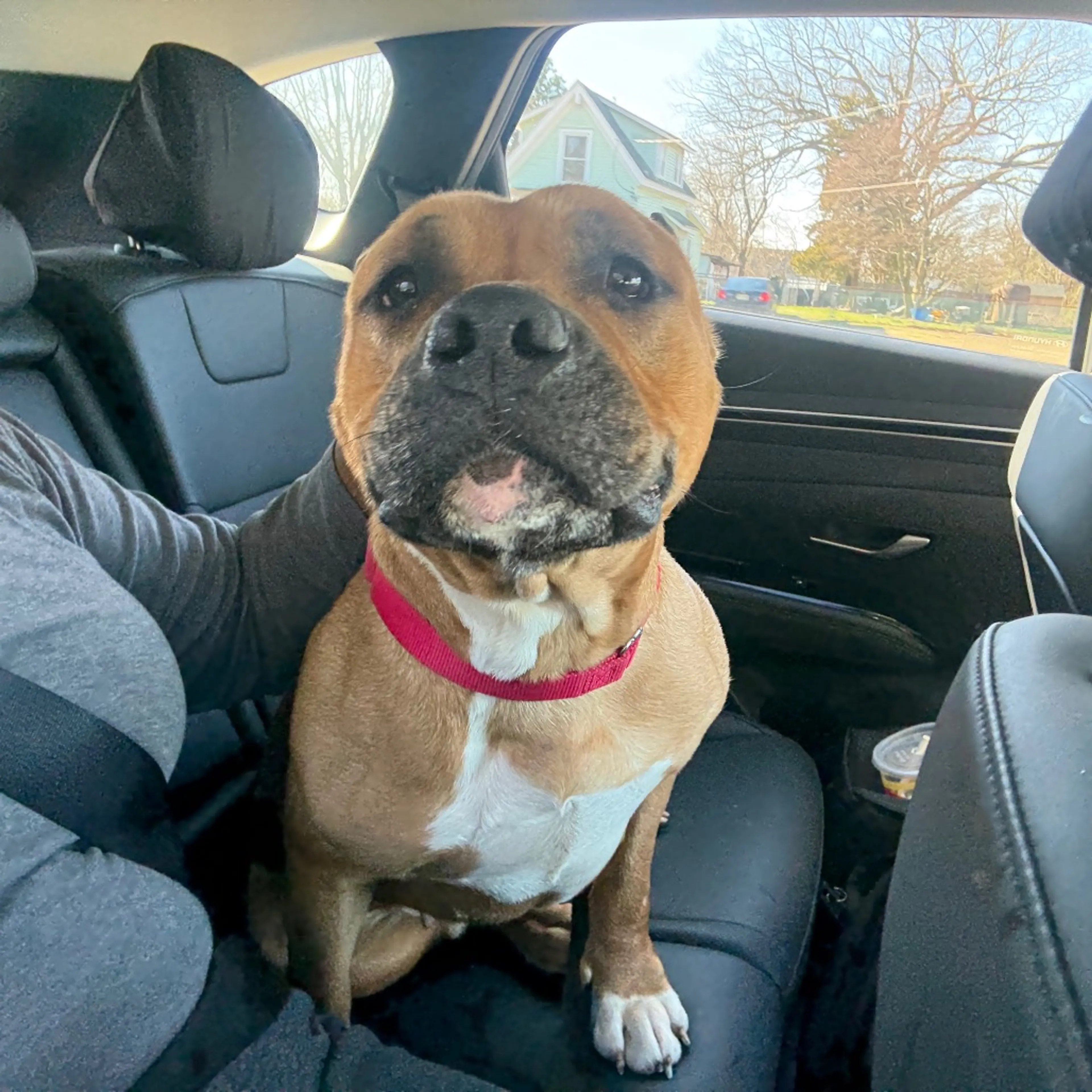 Found pet-3