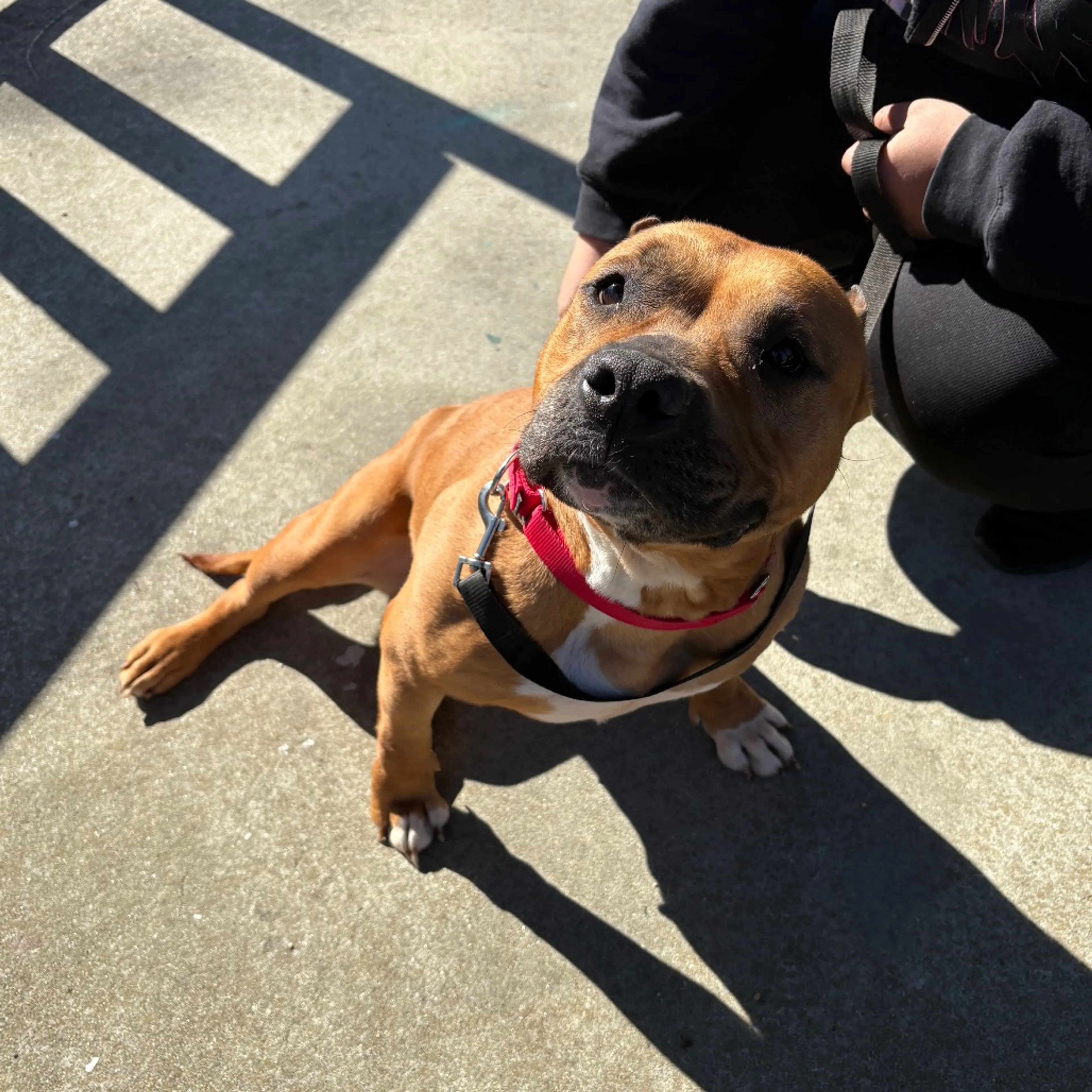 Found pet-2